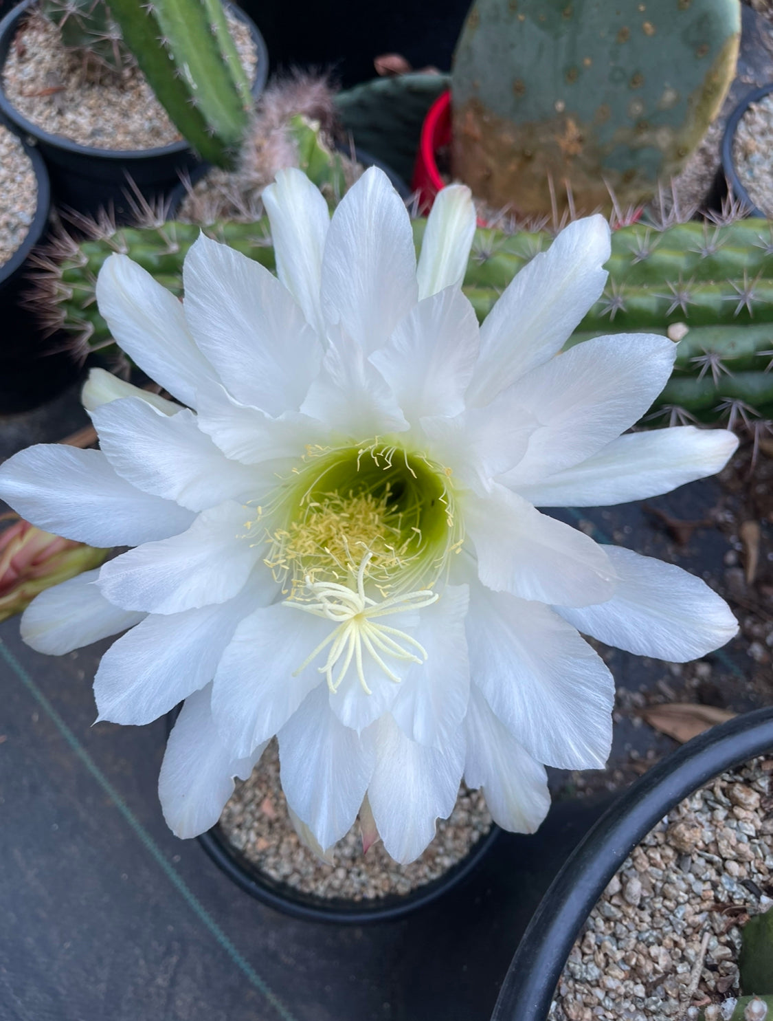 Trichocereus Thelegonus