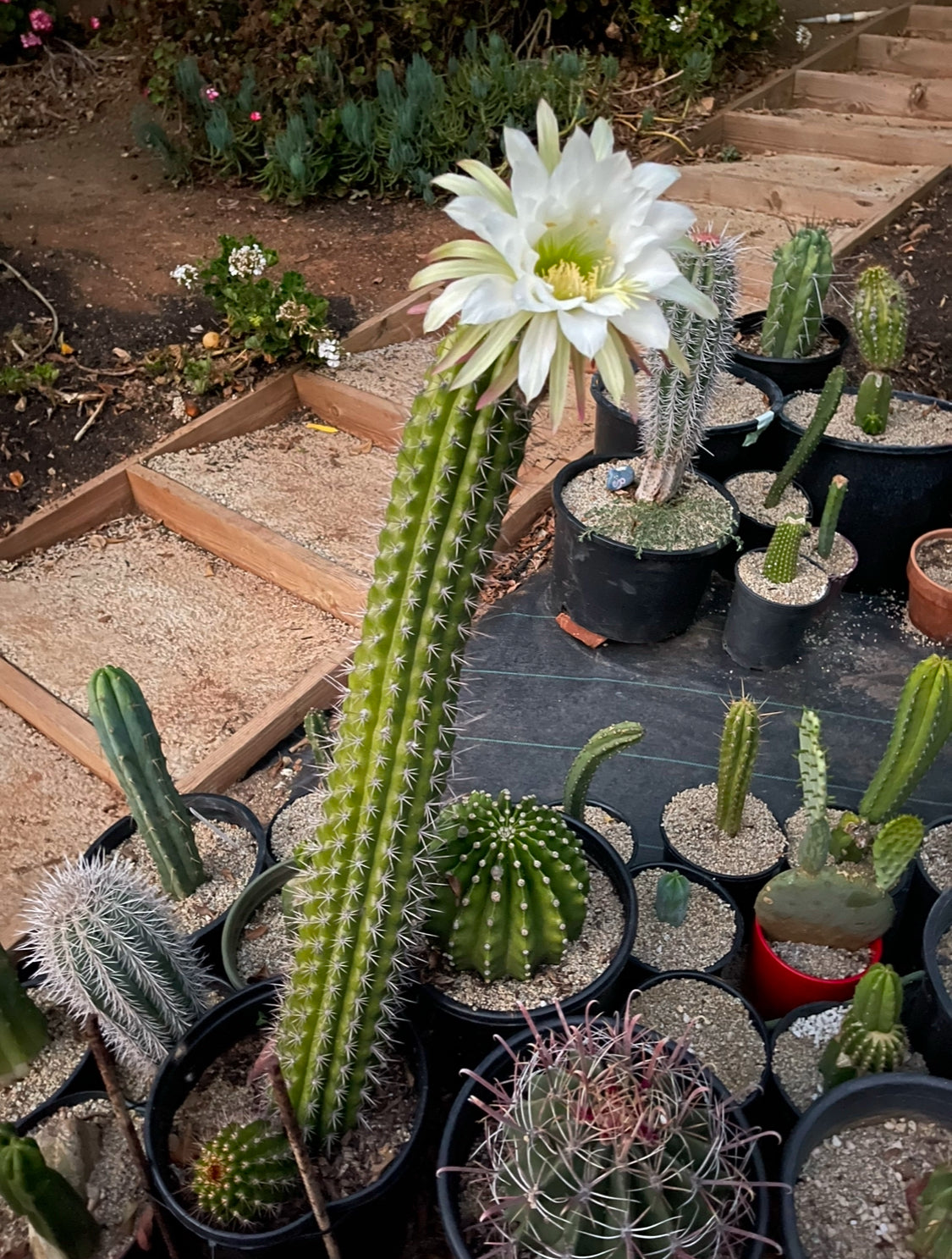 Trichocereus Thelegonus