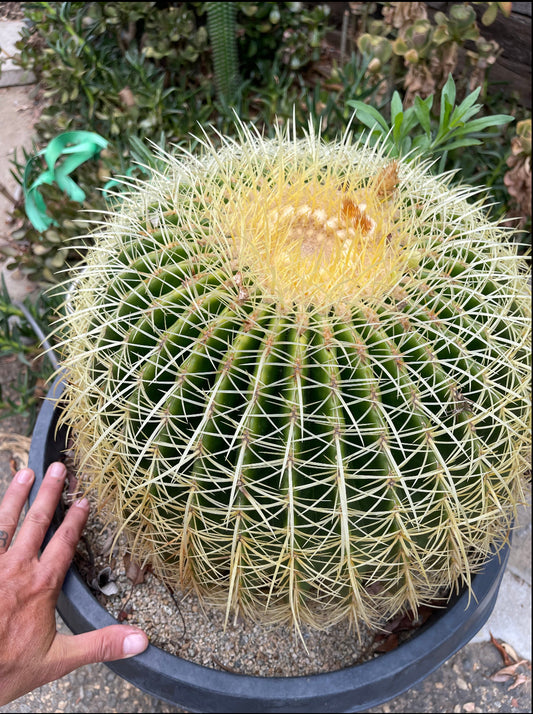 1$ for 100 ! Golden Barrel cactus seeds !