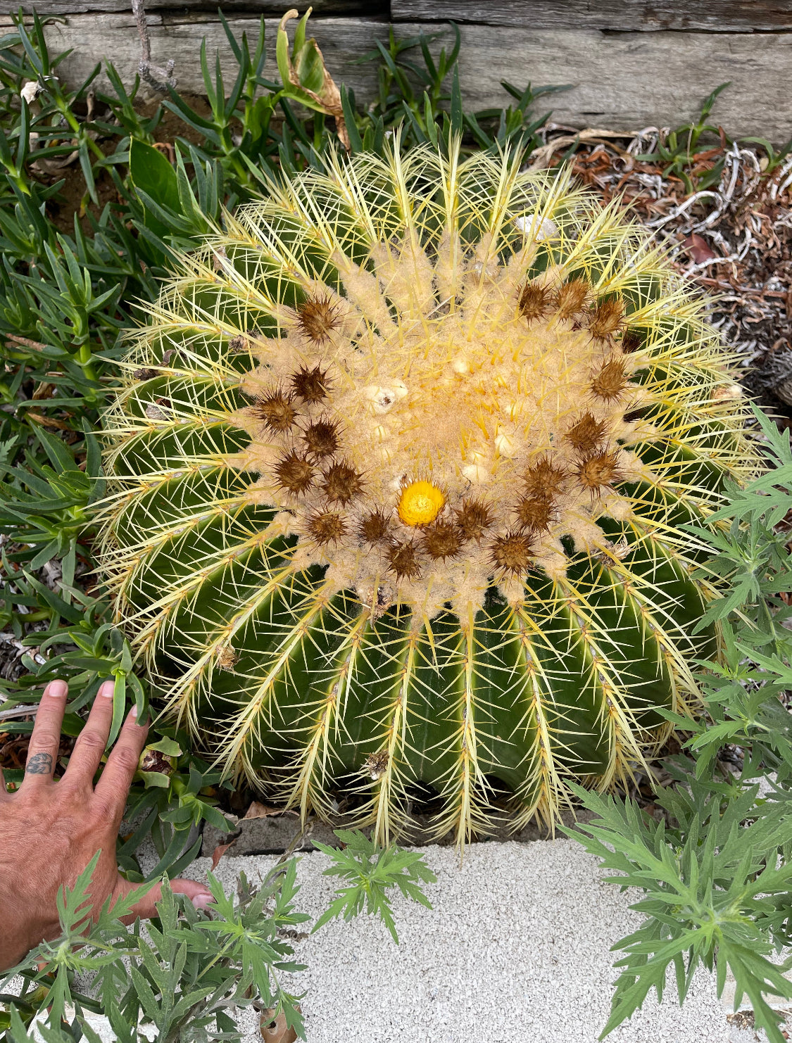 1$ for 100 ! Golden Barrel cactus seeds !