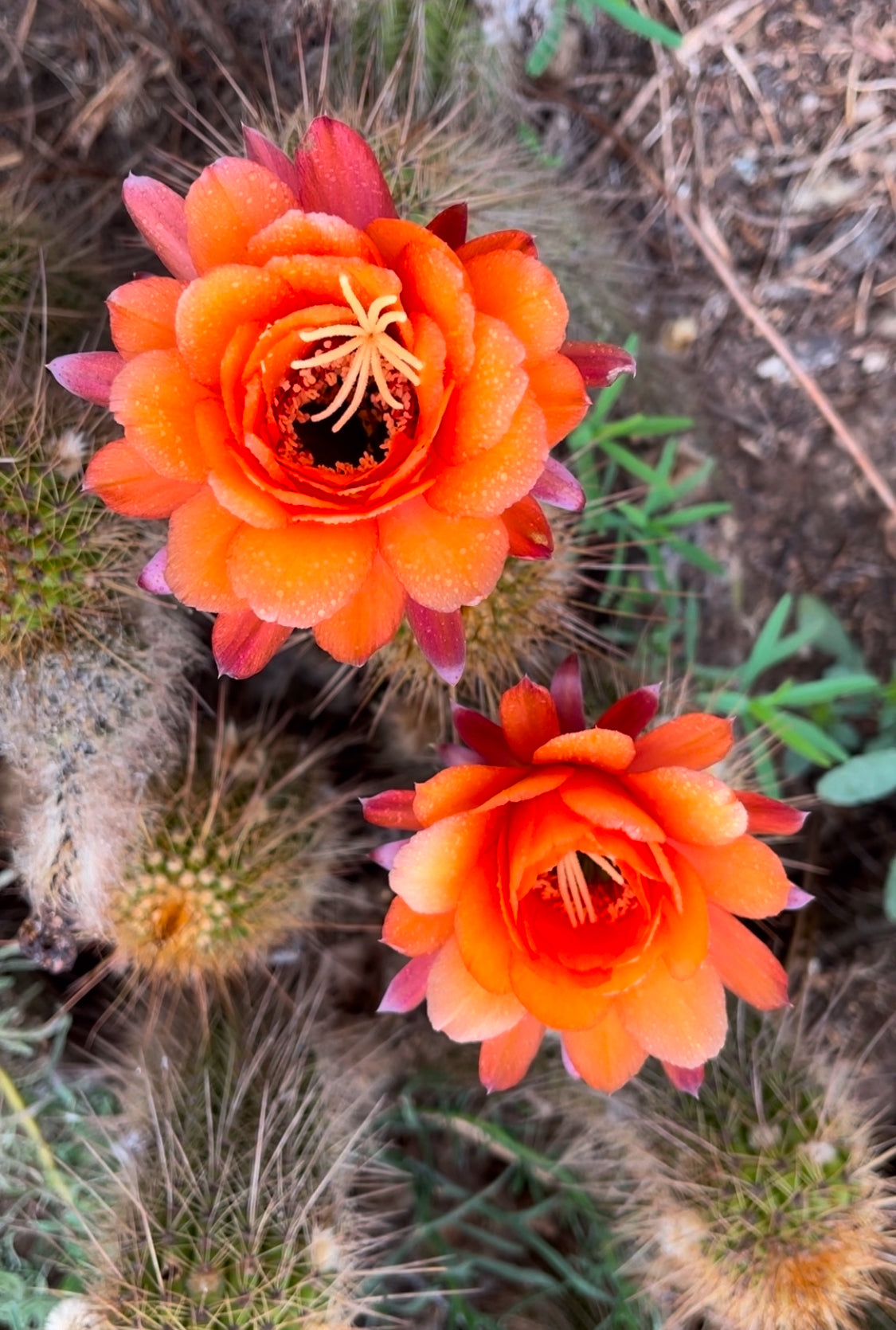 Trichocereus Huascha seeds