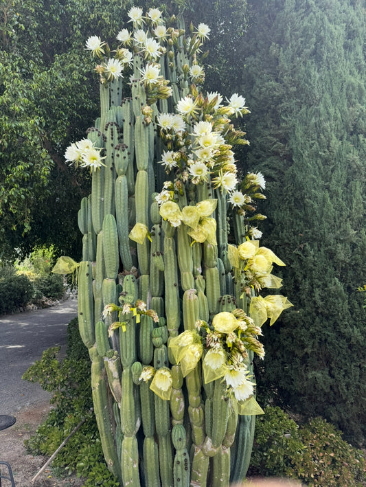 CAHUILLA X BRIDGESII 50 seeds 2025 closed pollenation