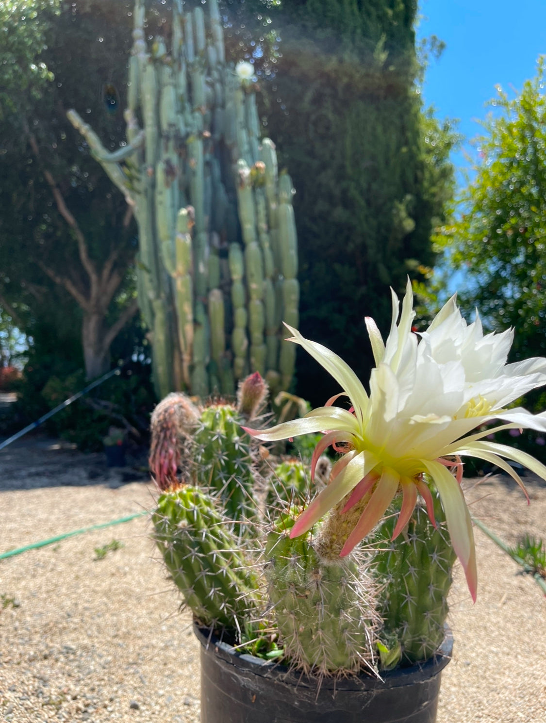 Trichocereus Thelegonus