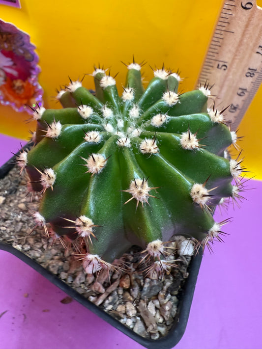 Flowering Echinopsis cactus !ships in the pot - fully rooted