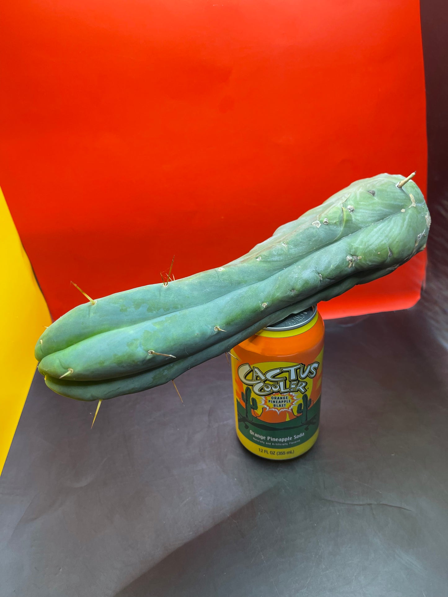 Cactus cutting
