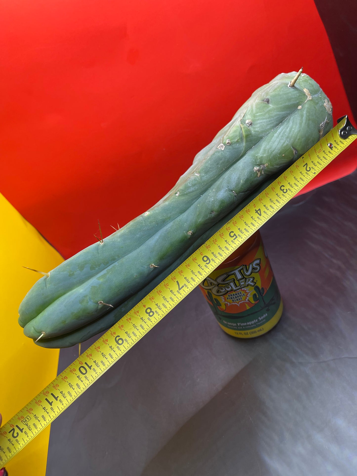 Cactus cutting