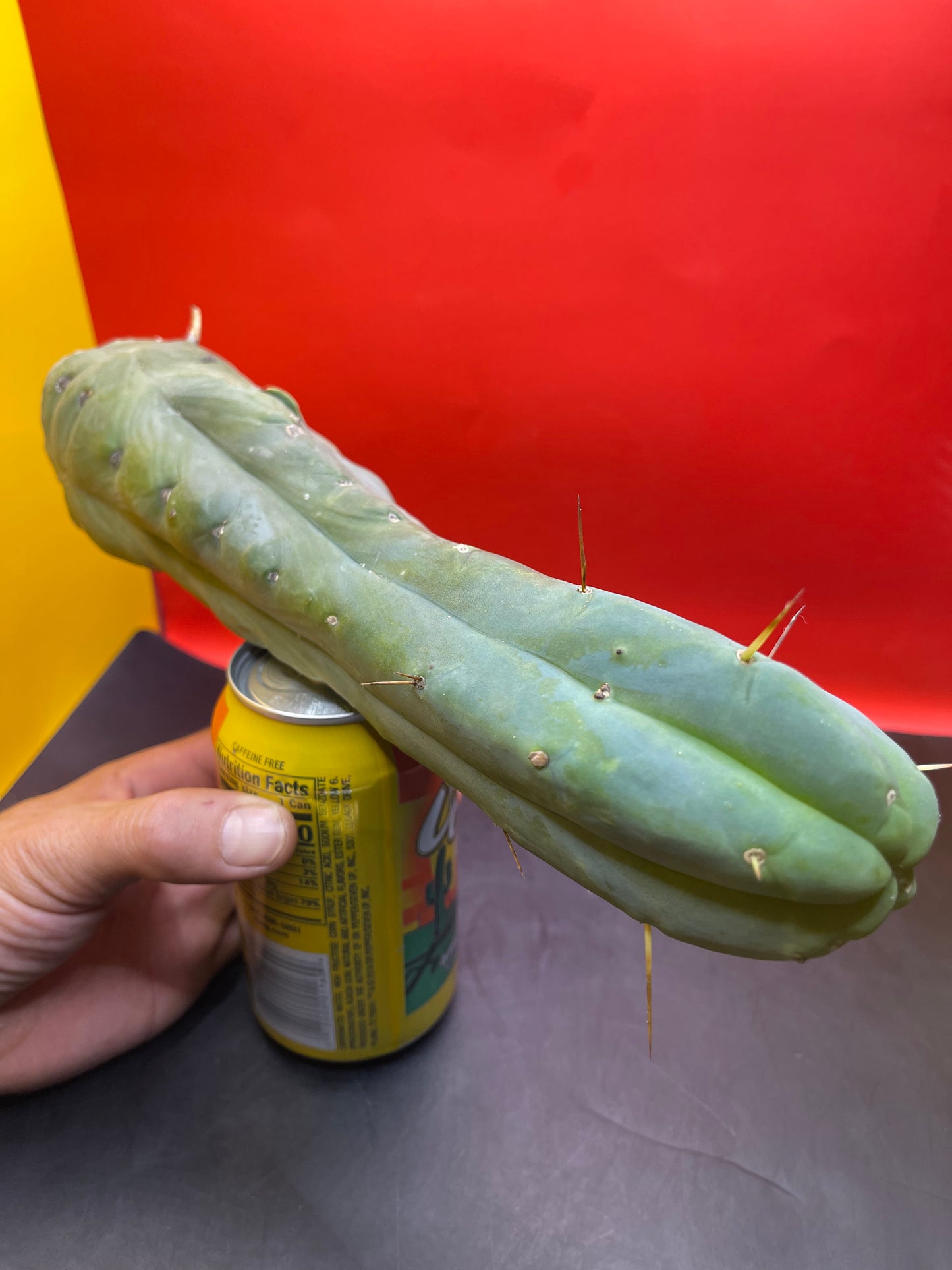 Cactus cutting