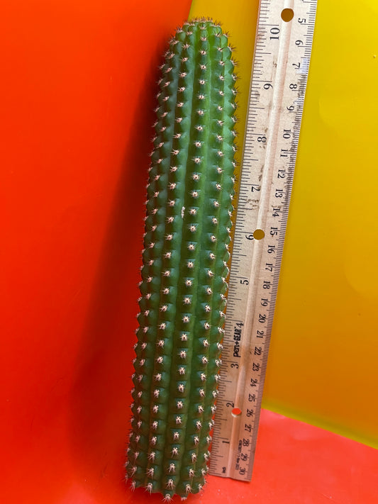 Trichocereus Brevispinulosus