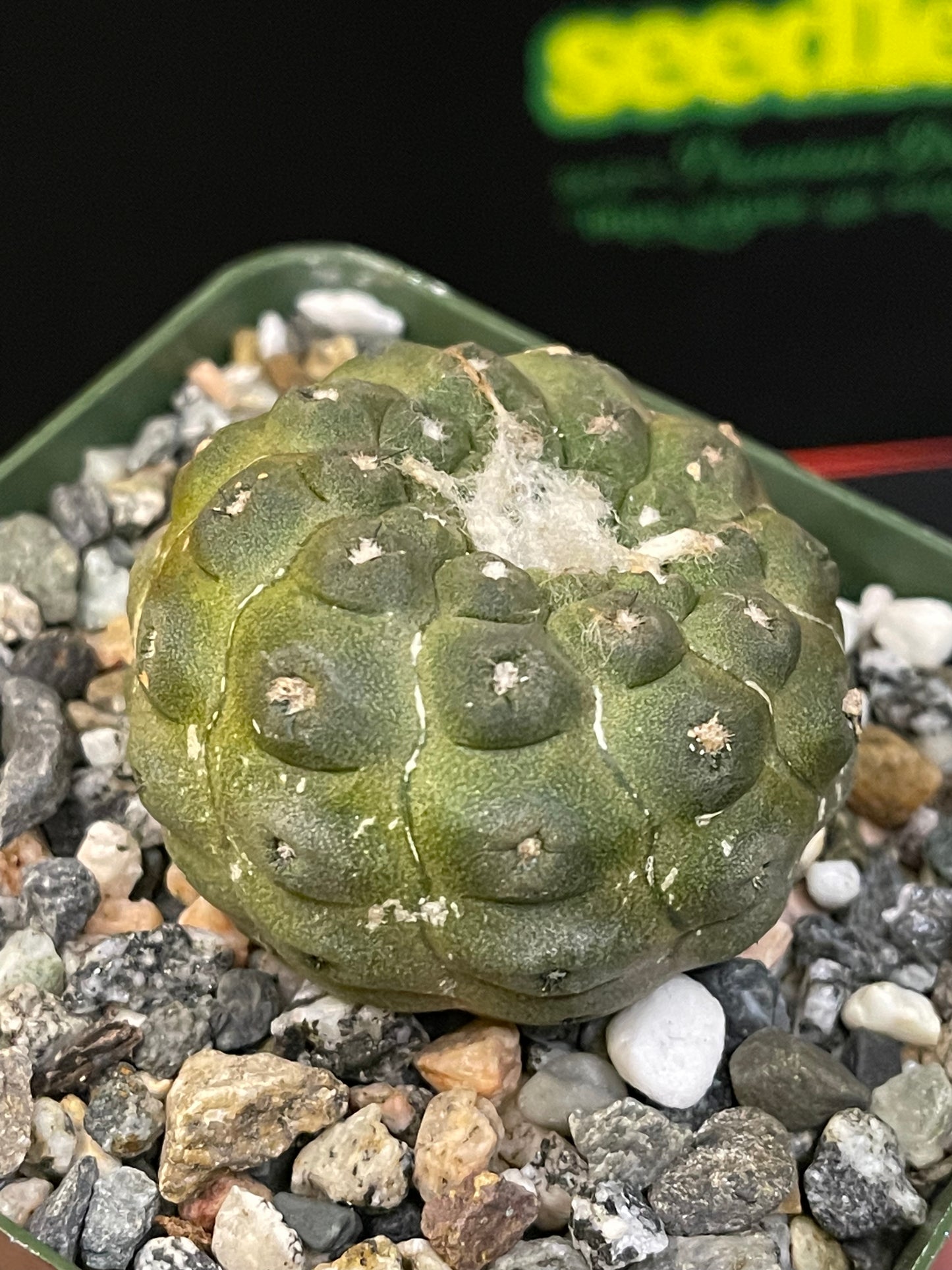 copiapoa hypogea