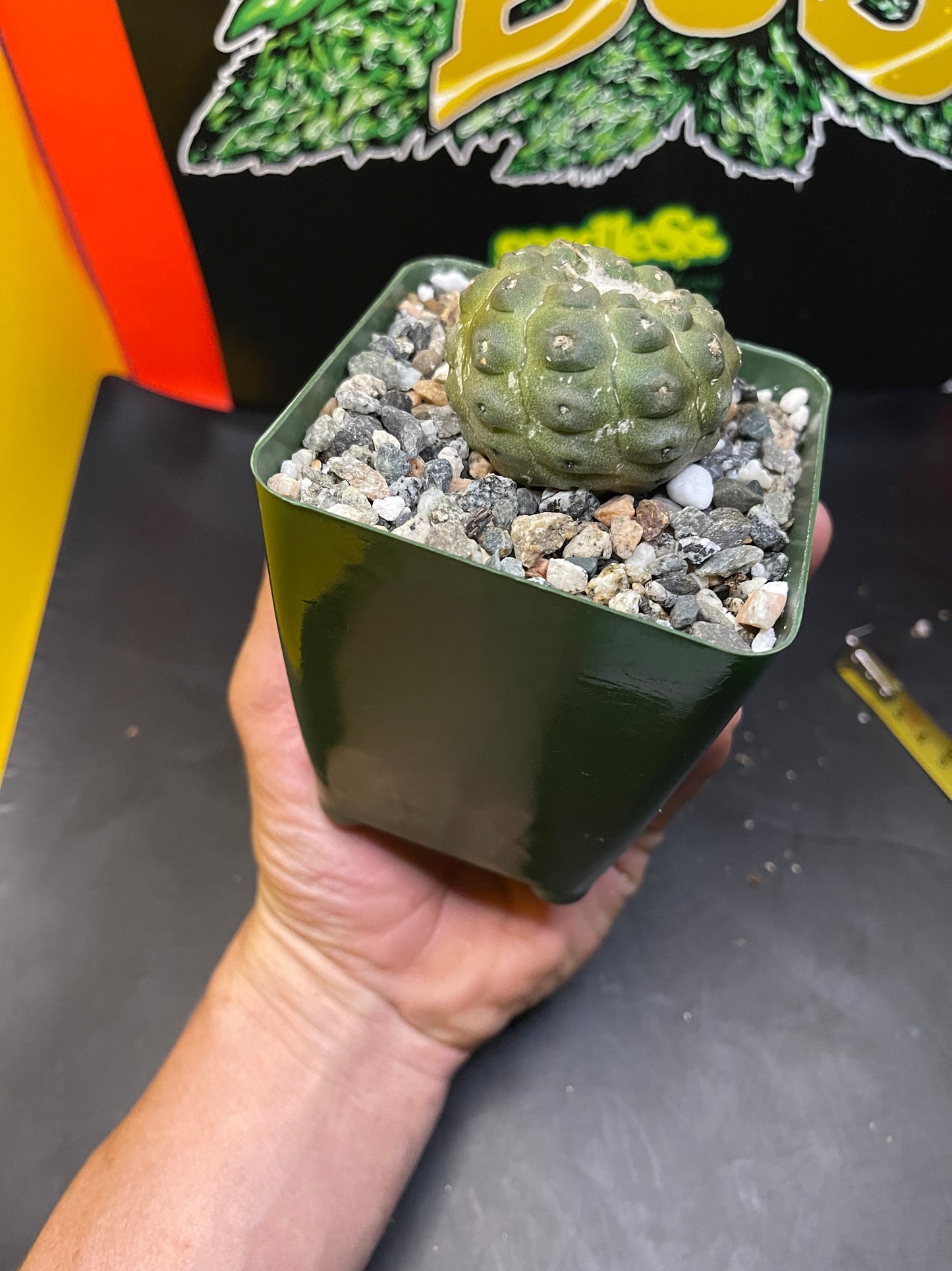 copiapoa hypogea