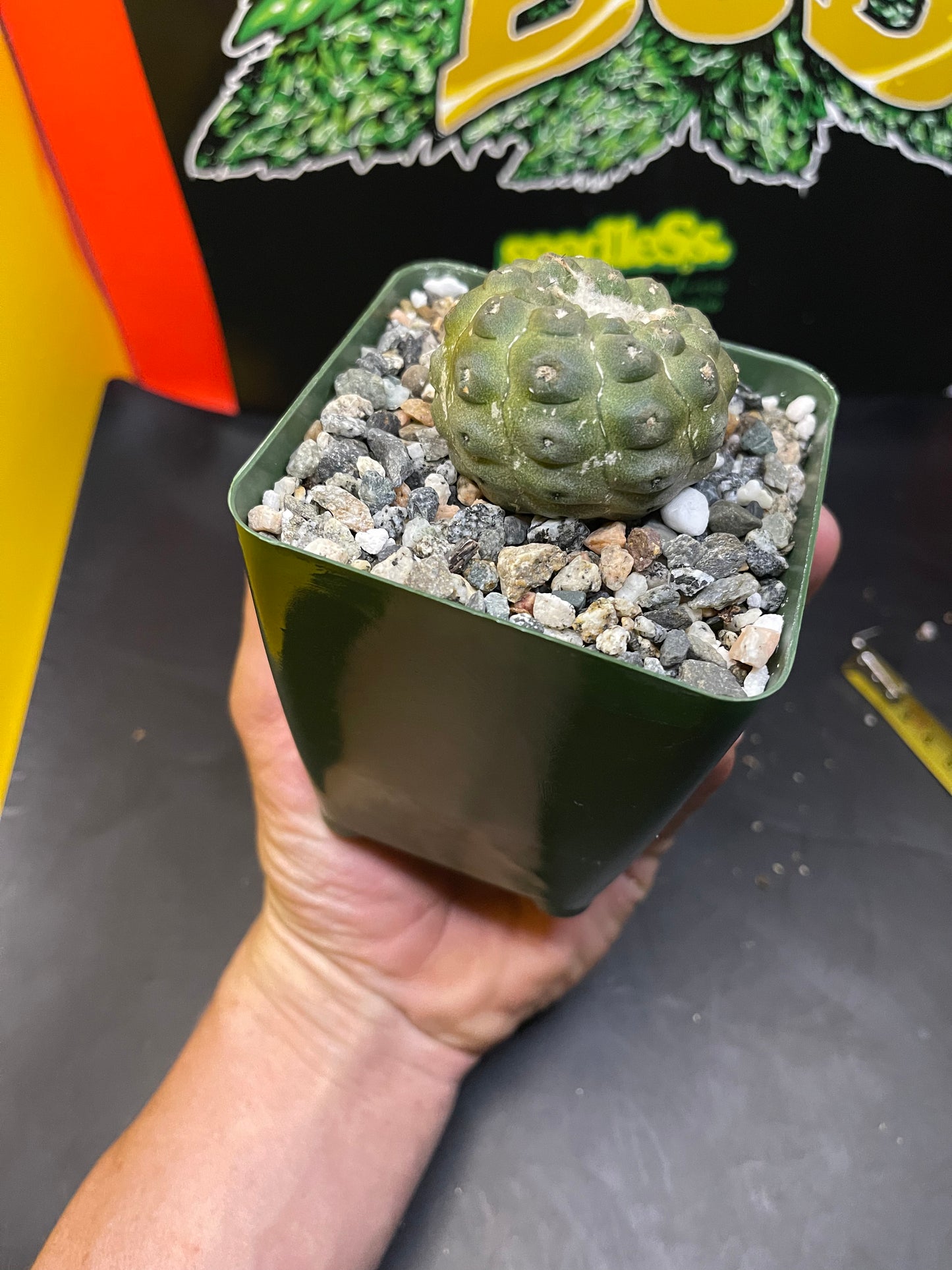 copiapoa hypogea