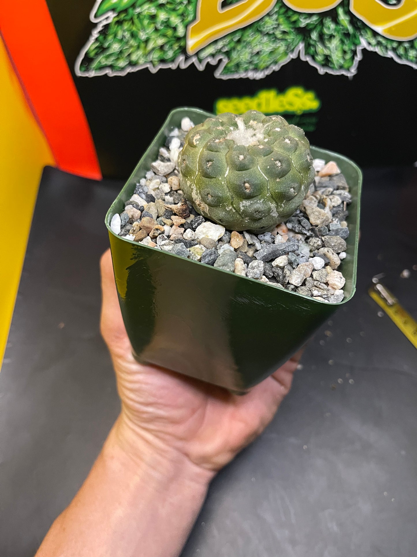 copiapoa hypogea