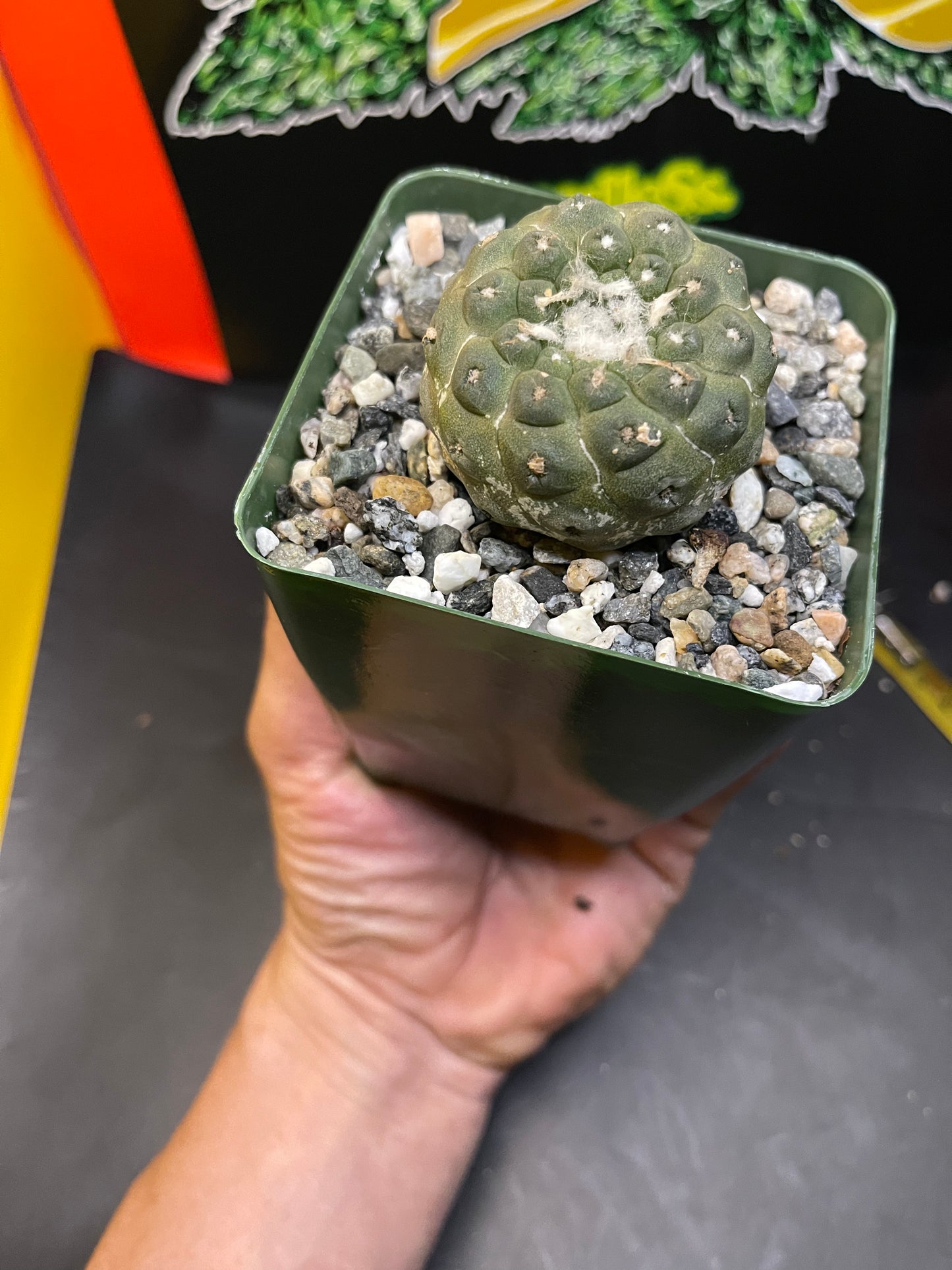 copiapoa hypogea