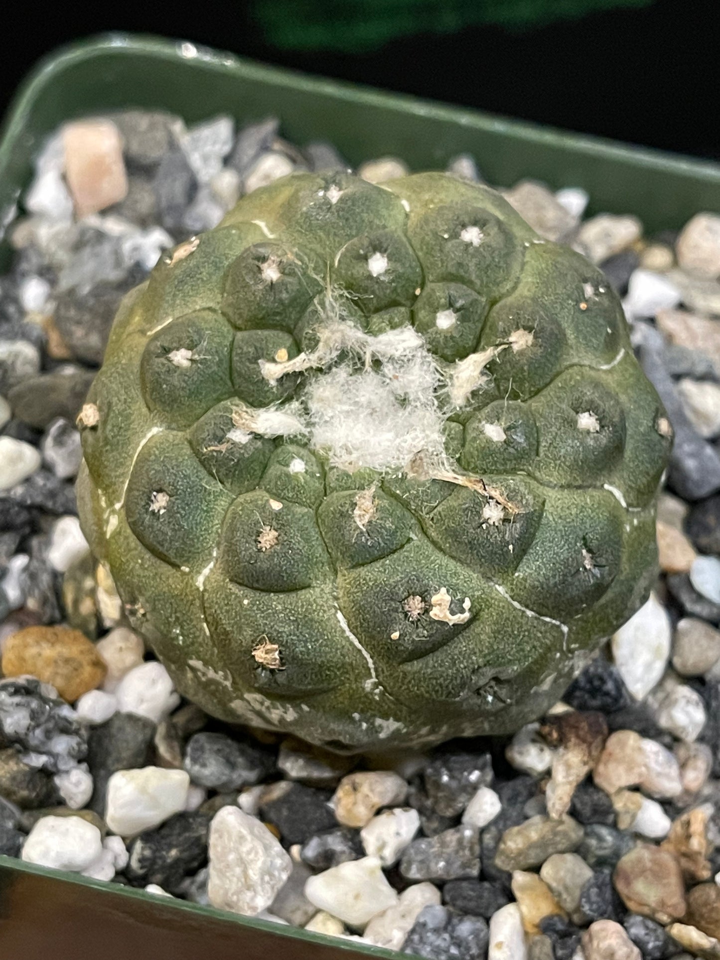 copiapoa hypogea