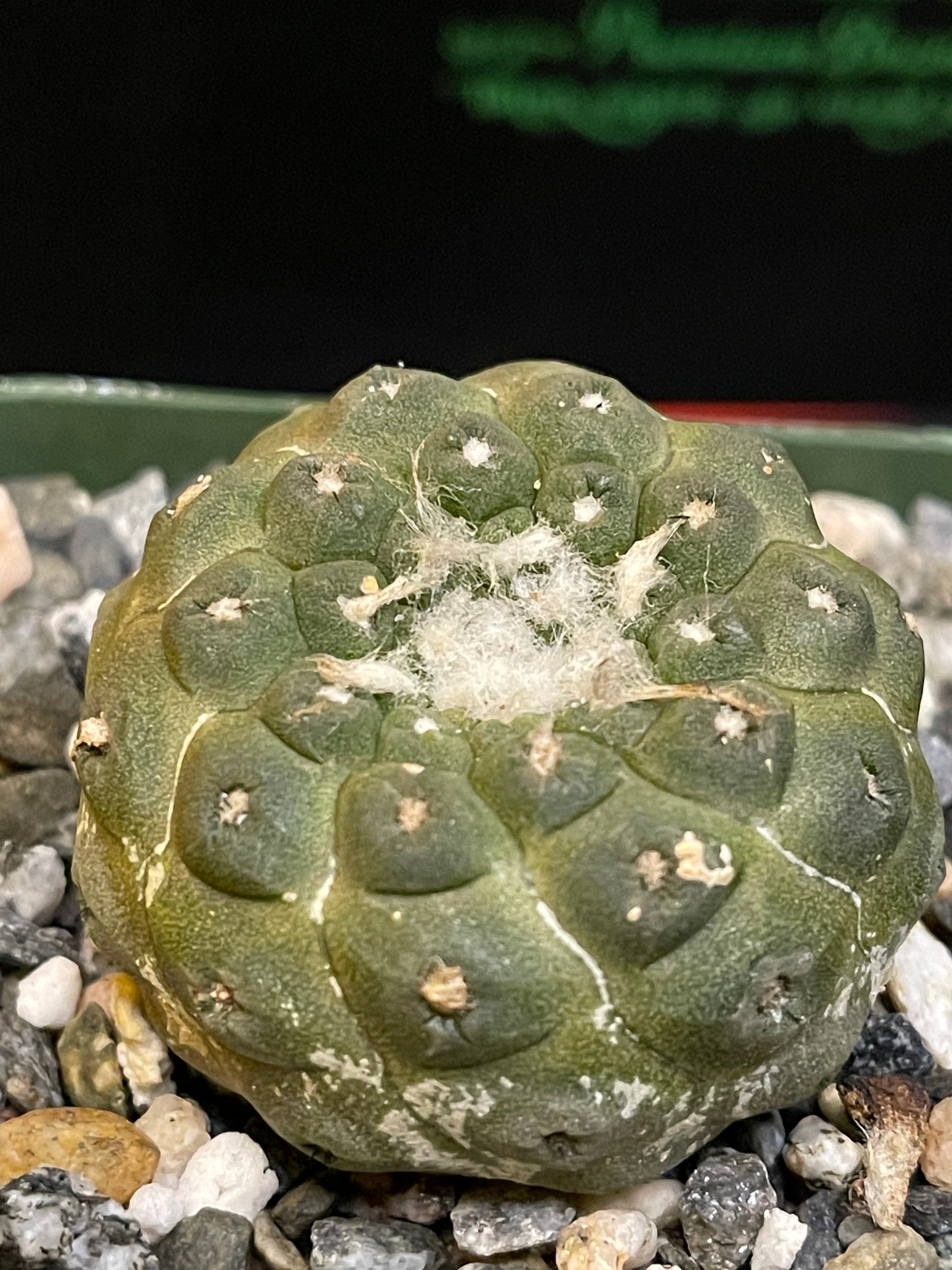 copiapoa hypogea