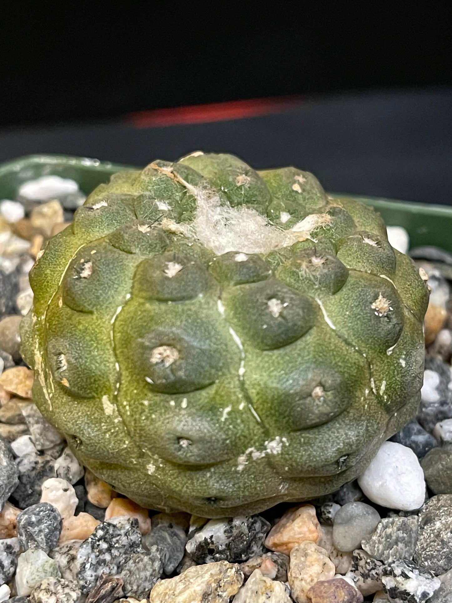 copiapoa hypogea