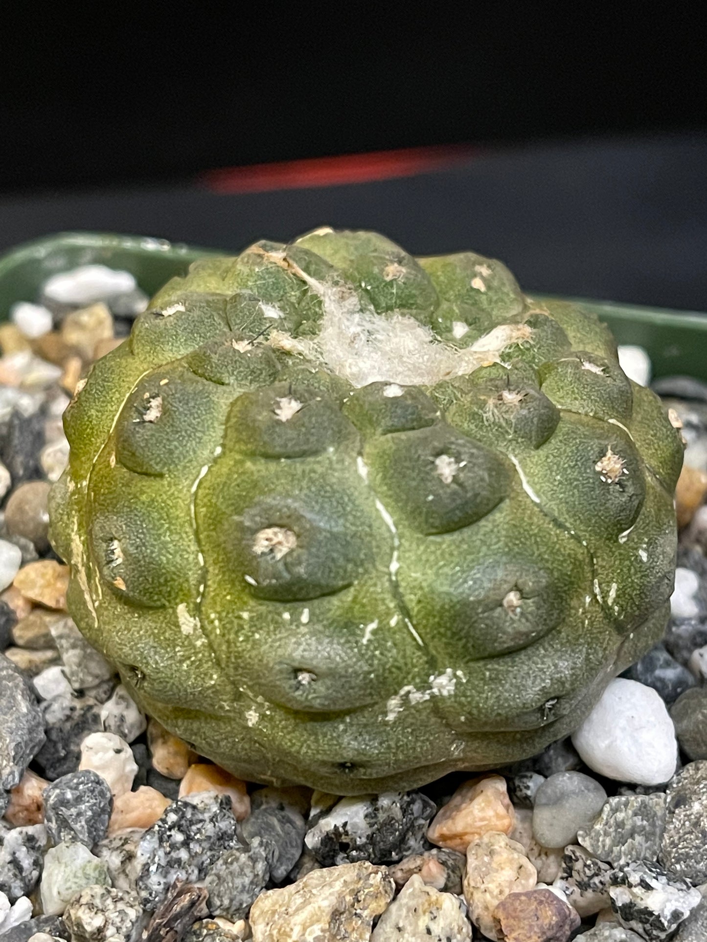 copiapoa hypogea