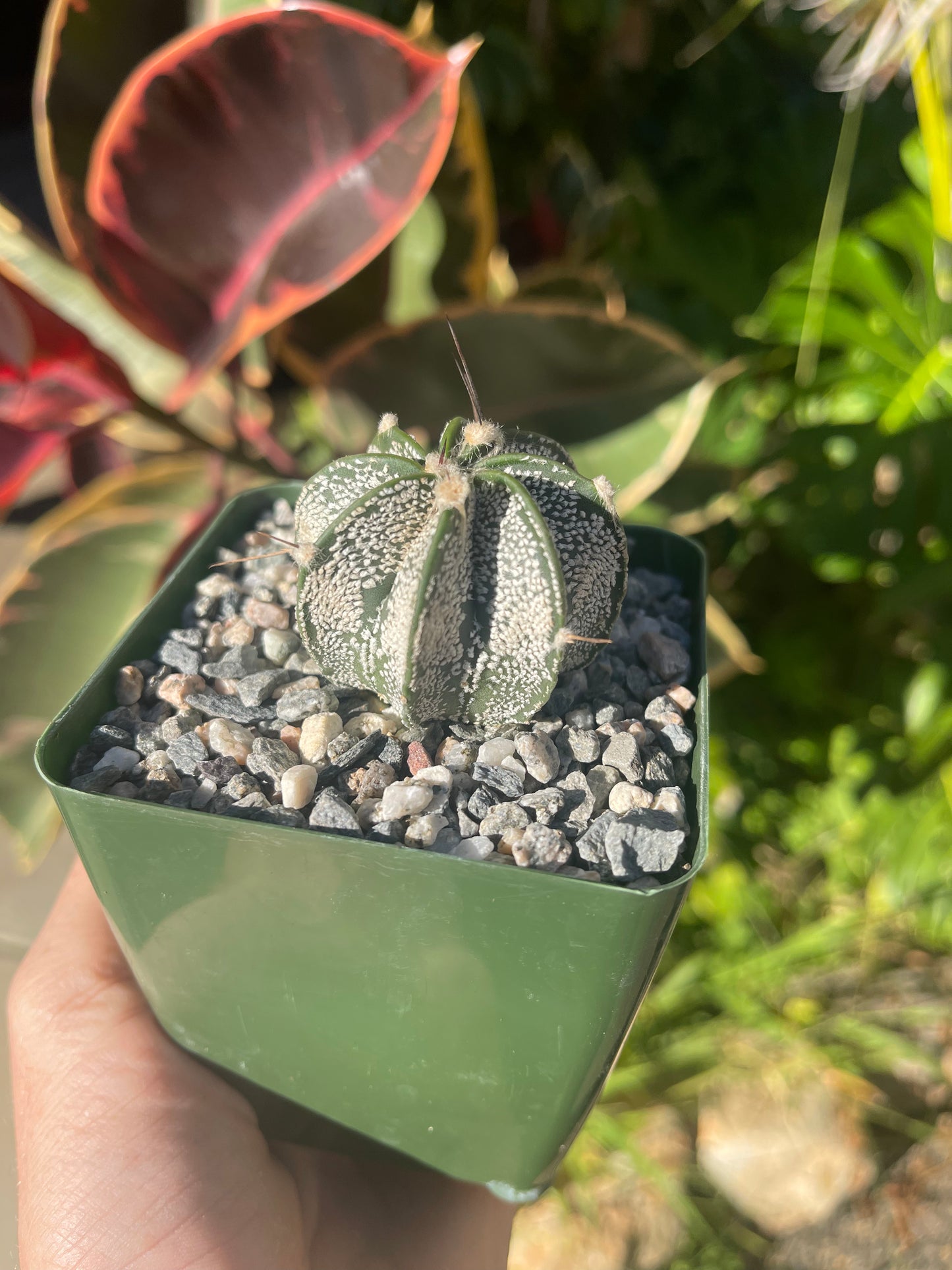 Astrophytum ornatum