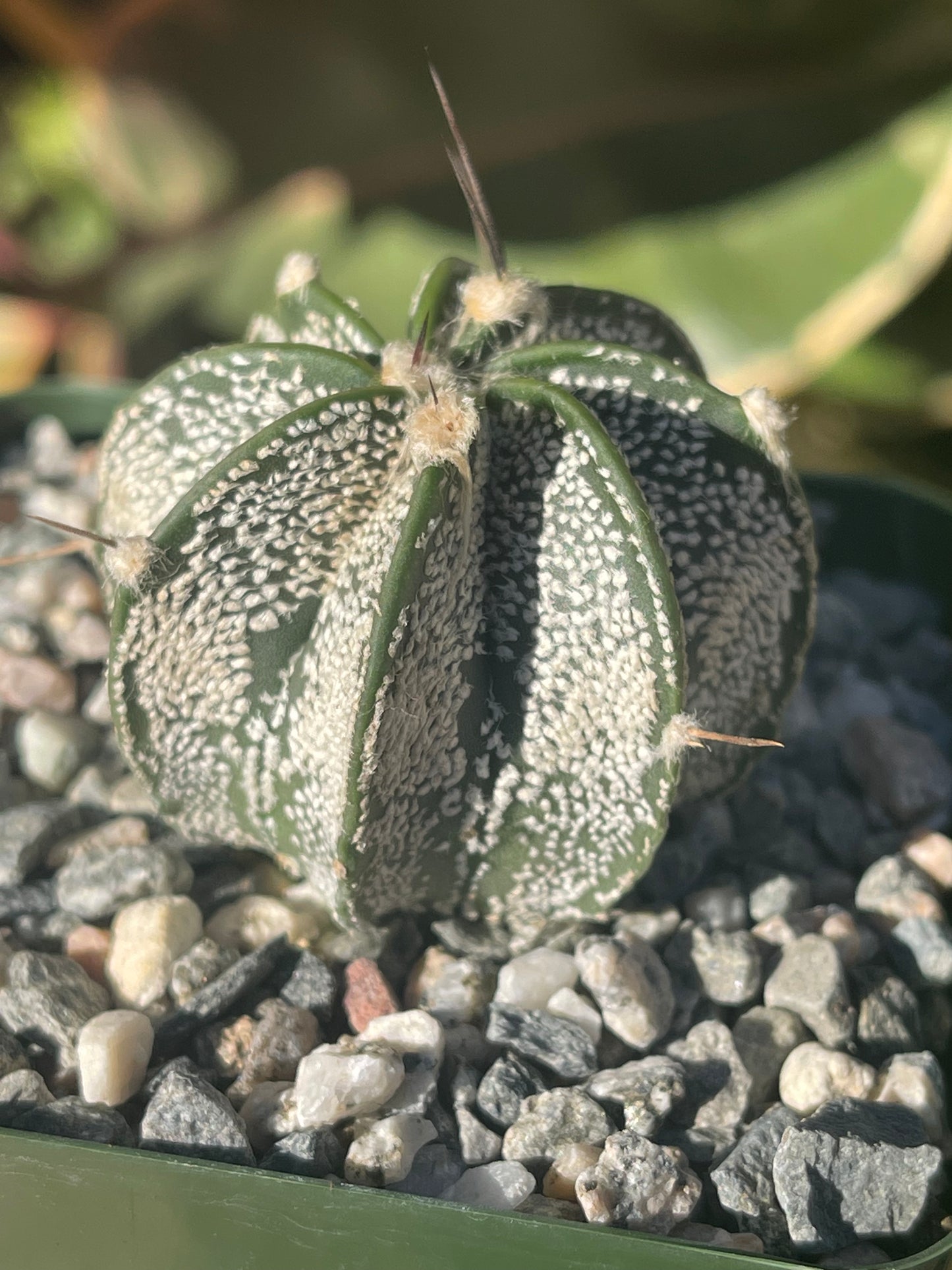 Astrophytum ornatum