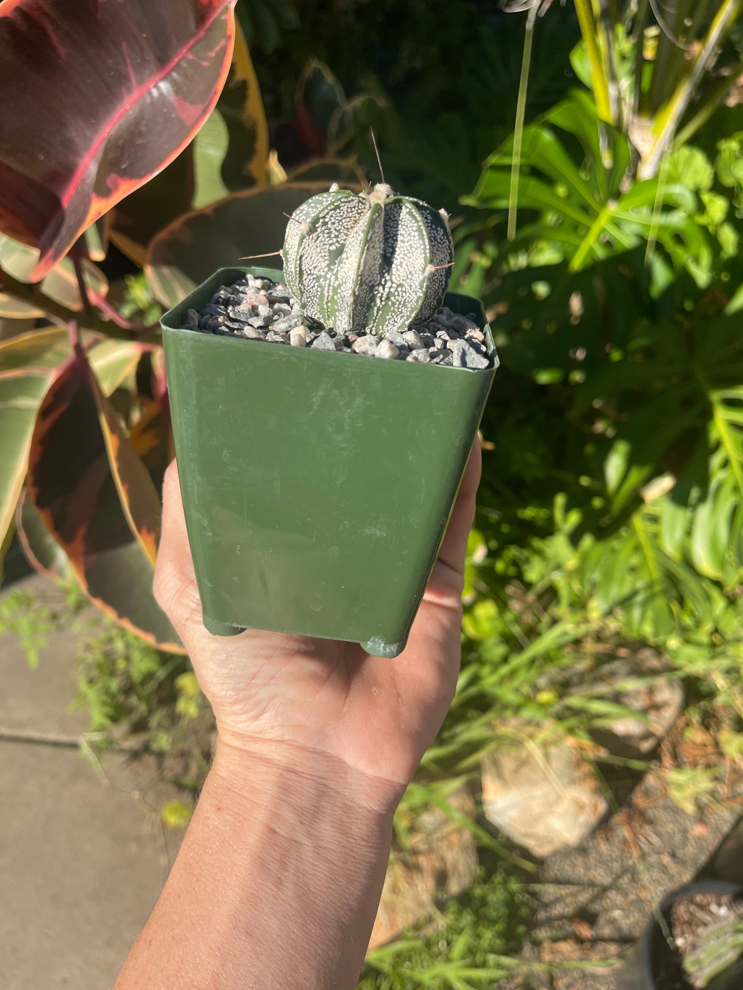 Astrophytum ornatum