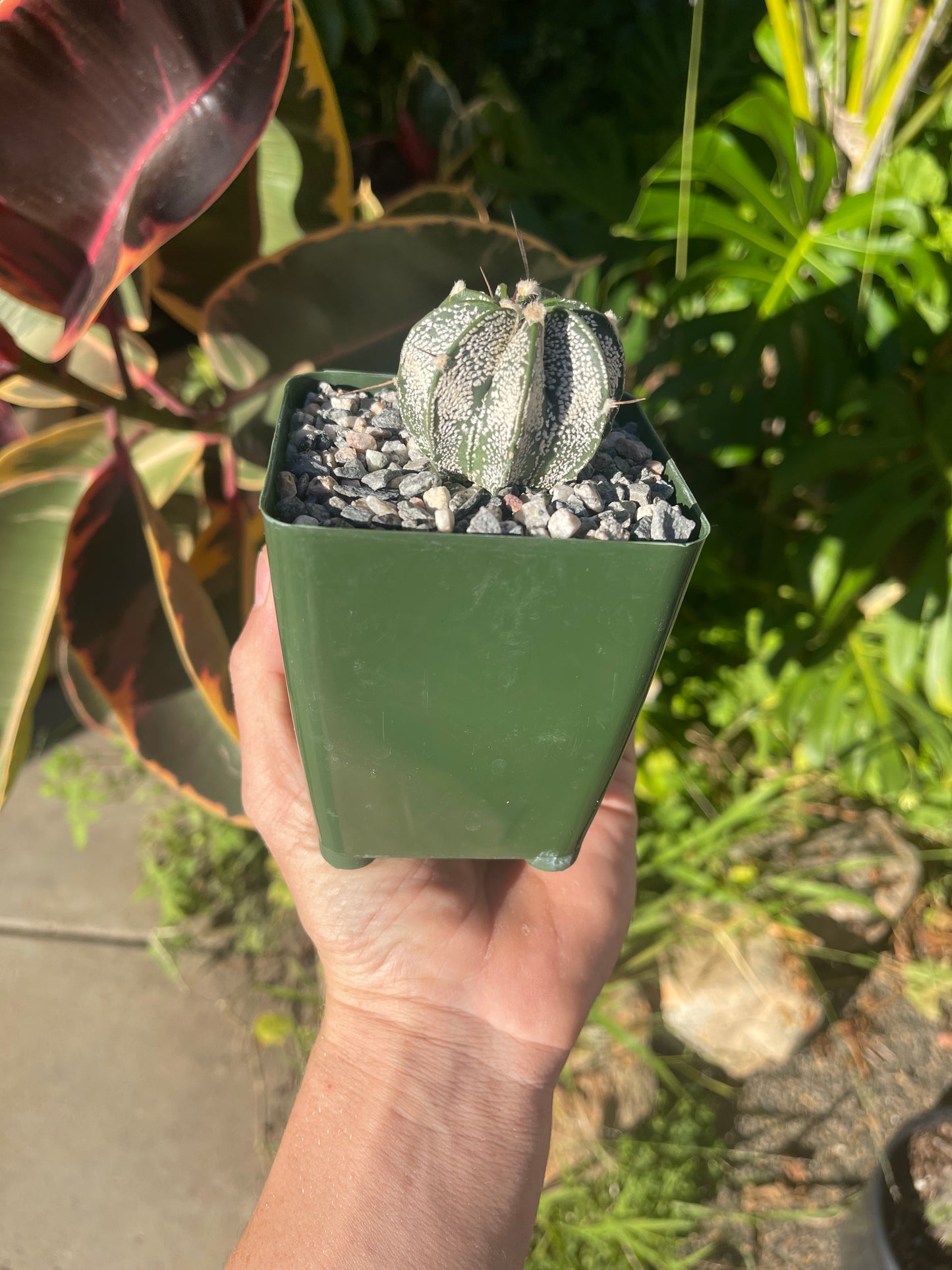 Astrophytum ornatum