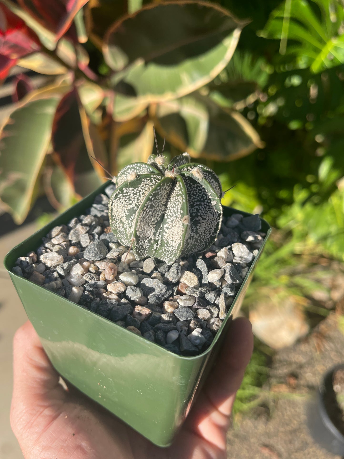 Astrophytum ornatum