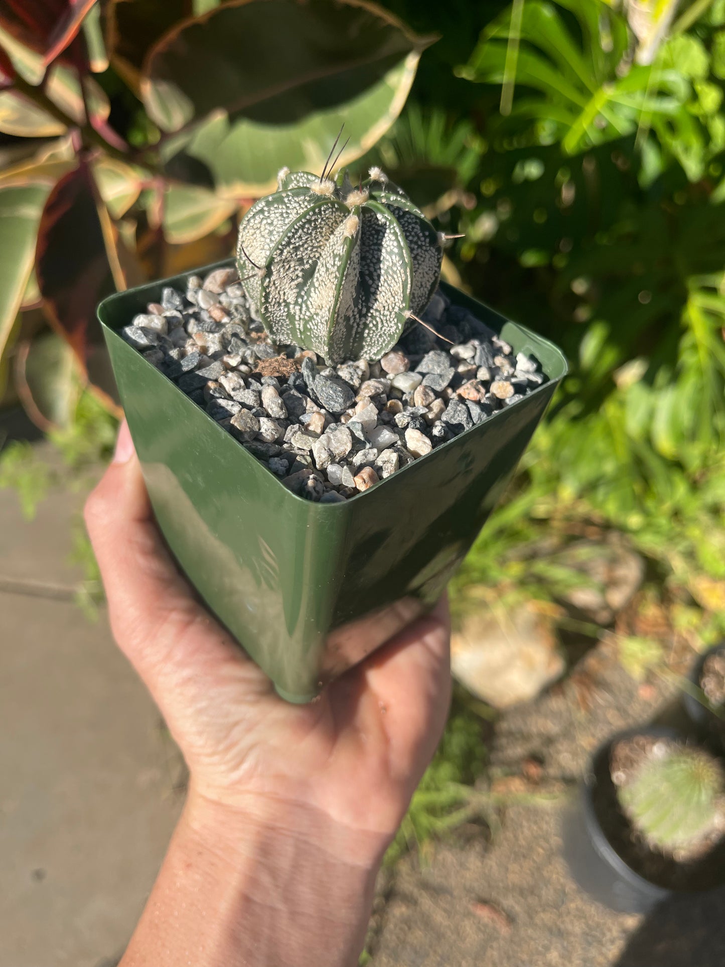 Astrophytum ornatum