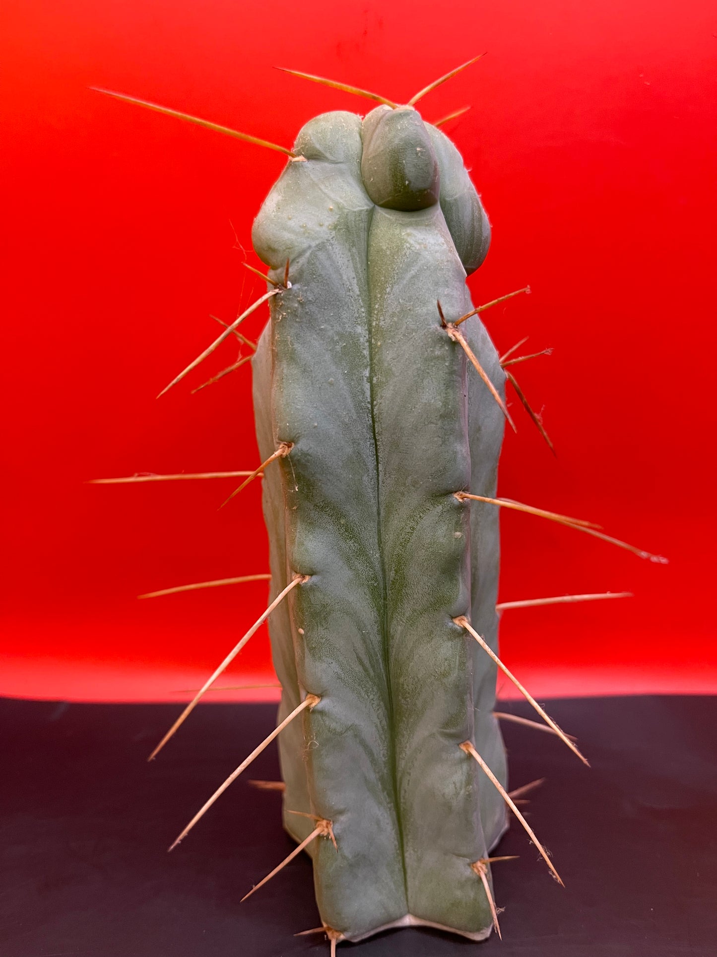 “SON OF RON” trichocereus bridgesii