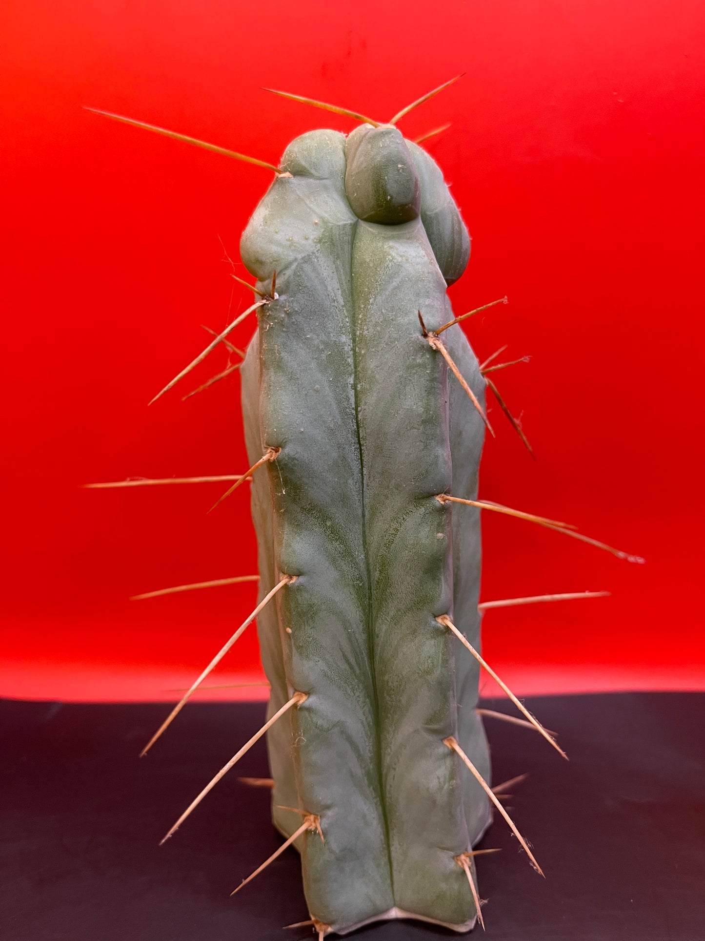 “SON OF RON” trichocereus bridgesii