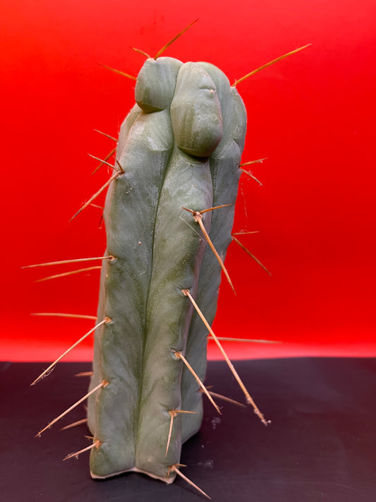 “SON OF RON” trichocereus bridgesii