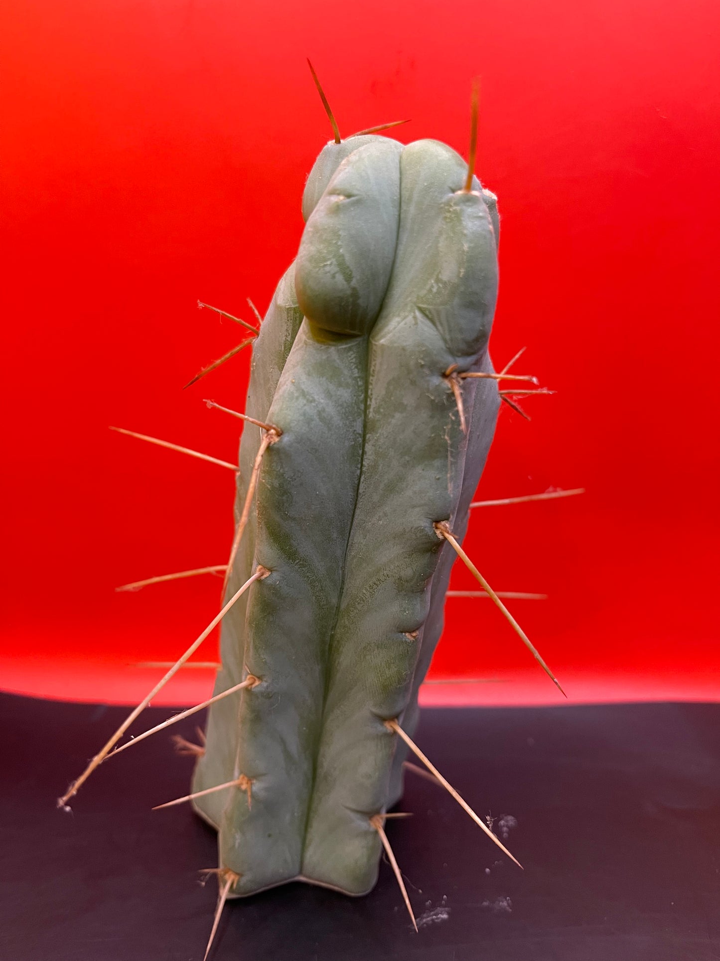 “SON OF RON” trichocereus bridgesii