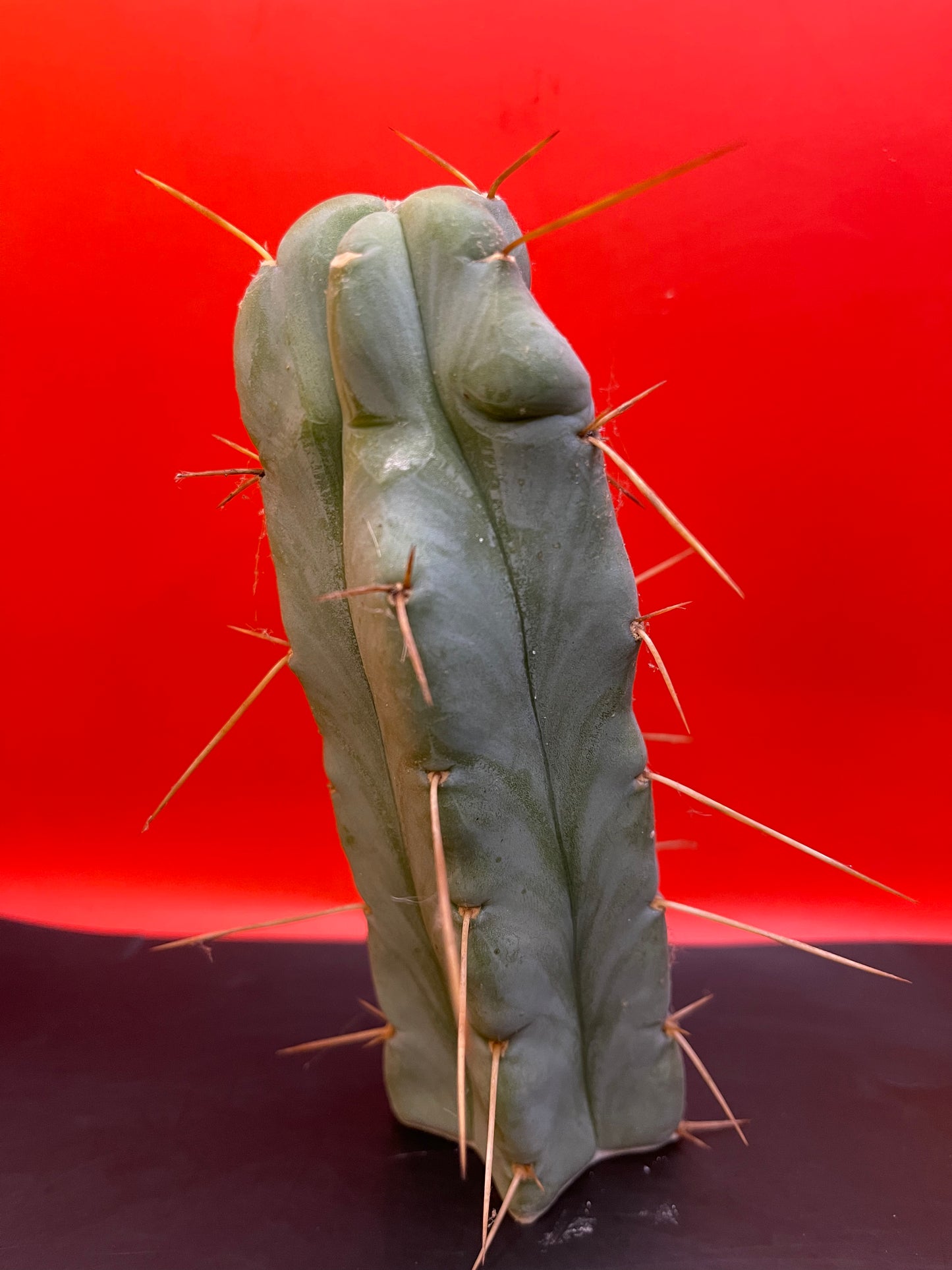 “SON OF RON” trichocereus bridgesii