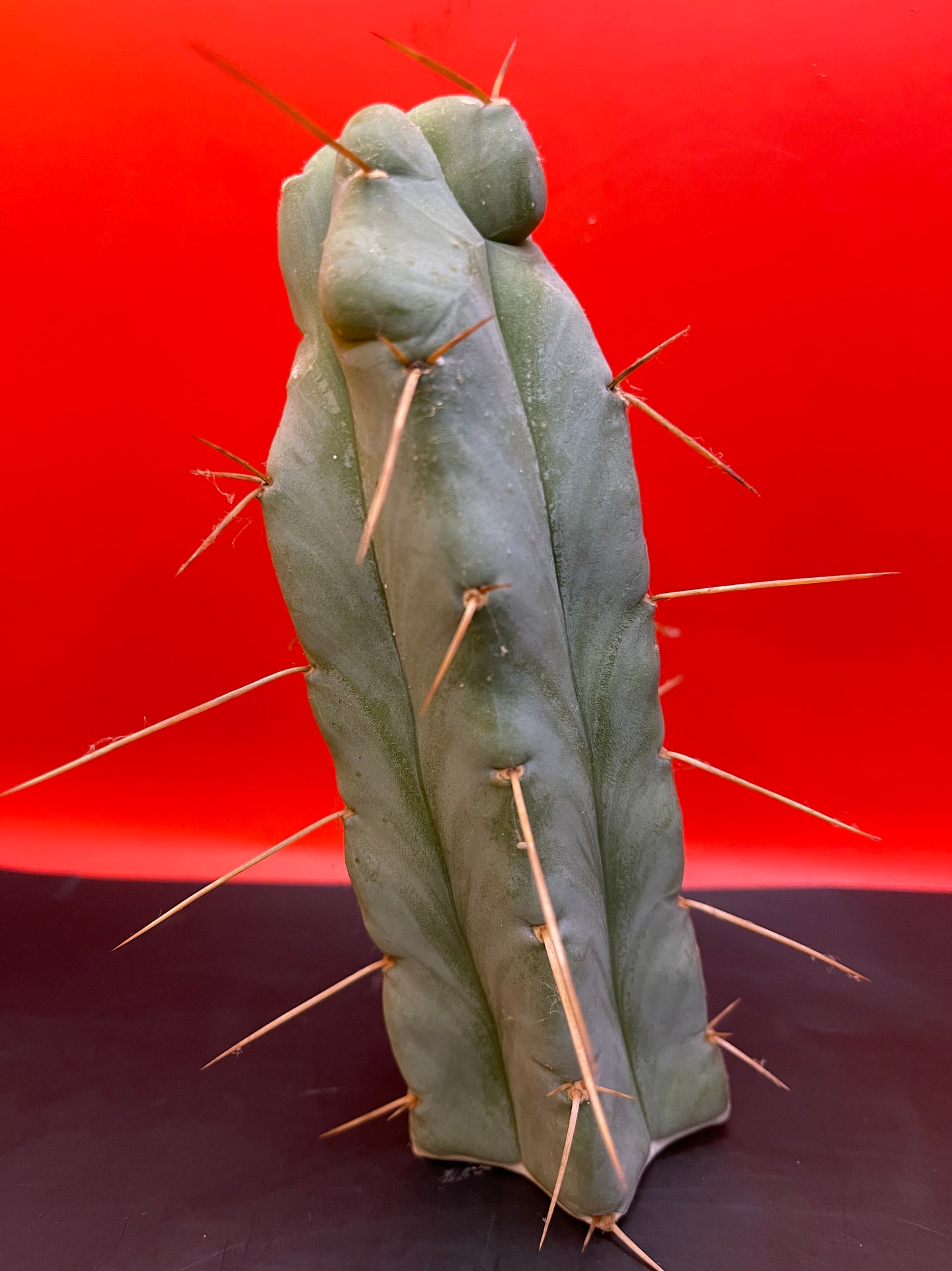 “SON OF RON” trichocereus bridgesii