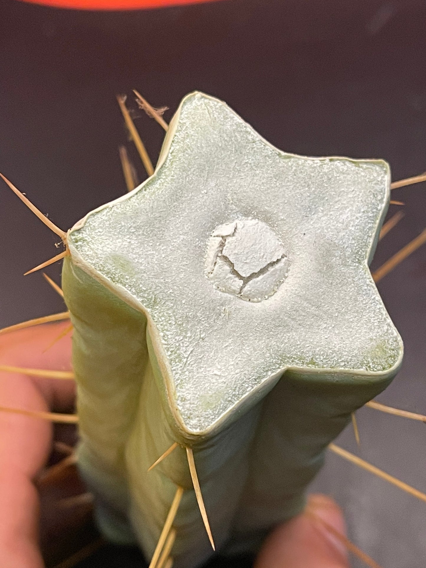 “SON OF RON” trichocereus bridgesii