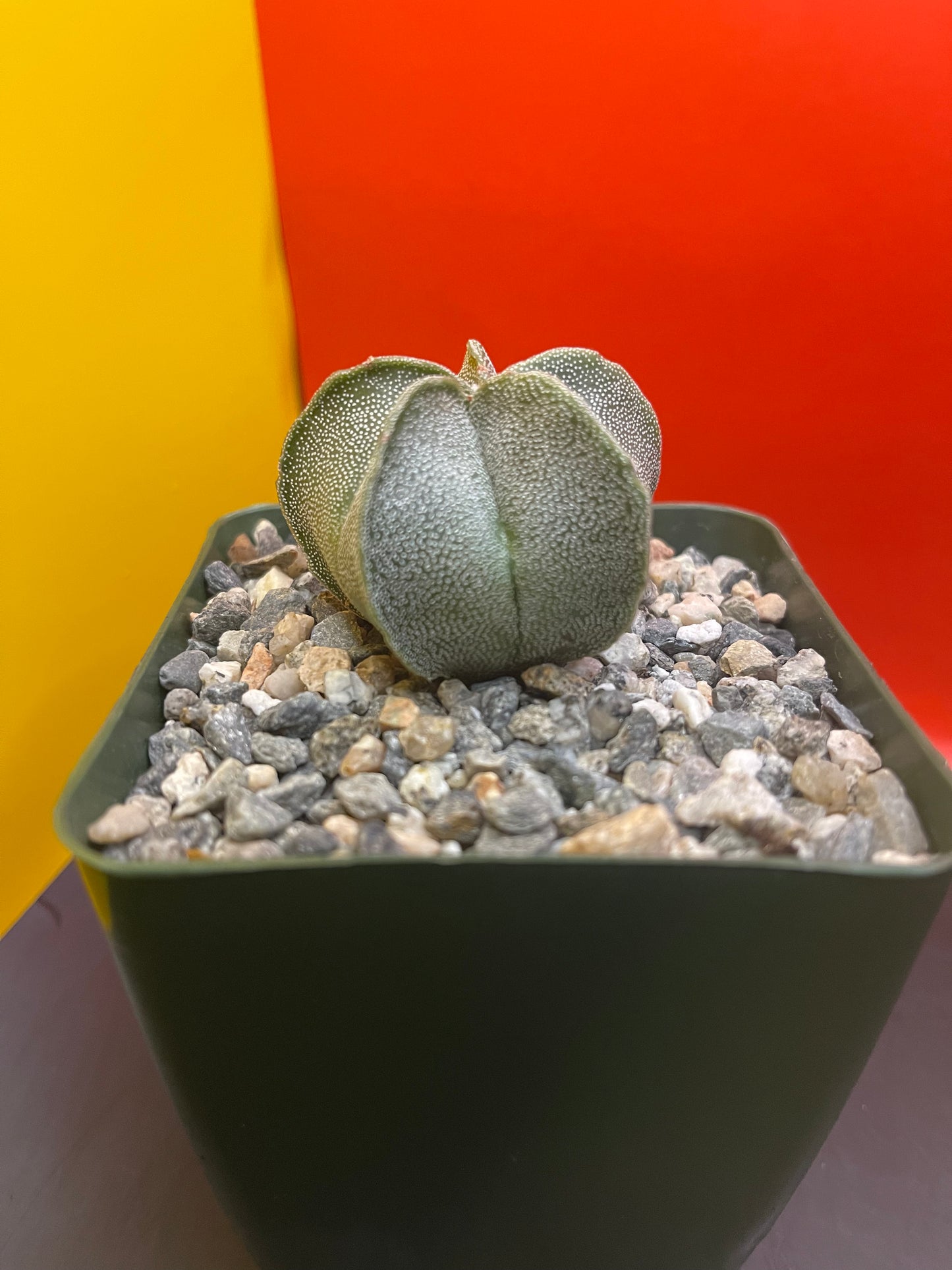 Astrophytum