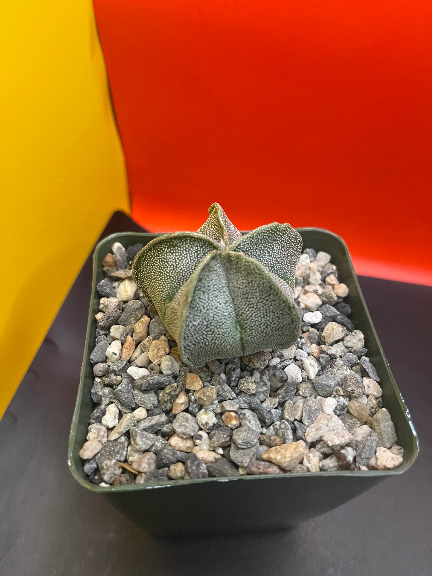 Astrophytum