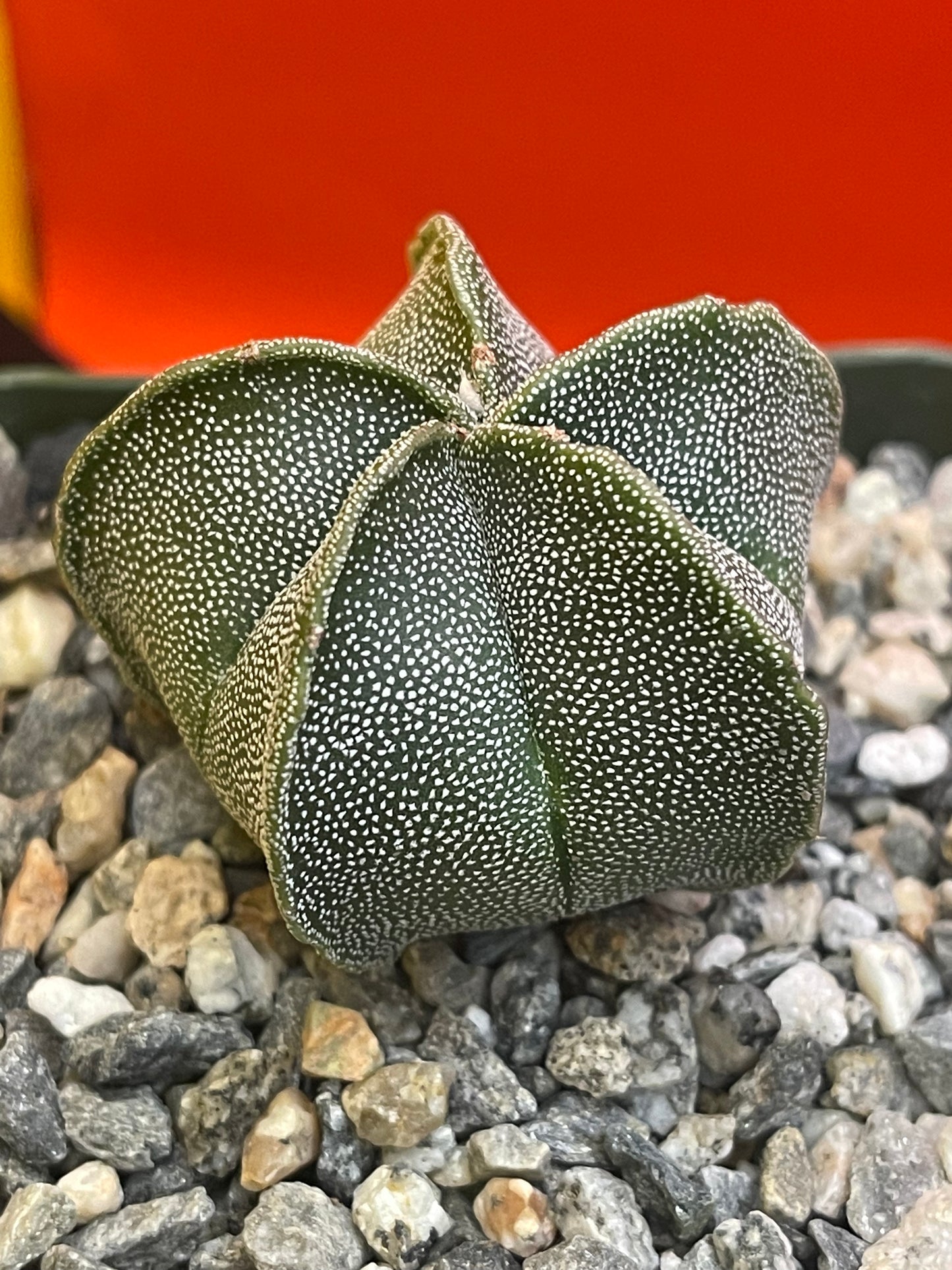 Astrophytum