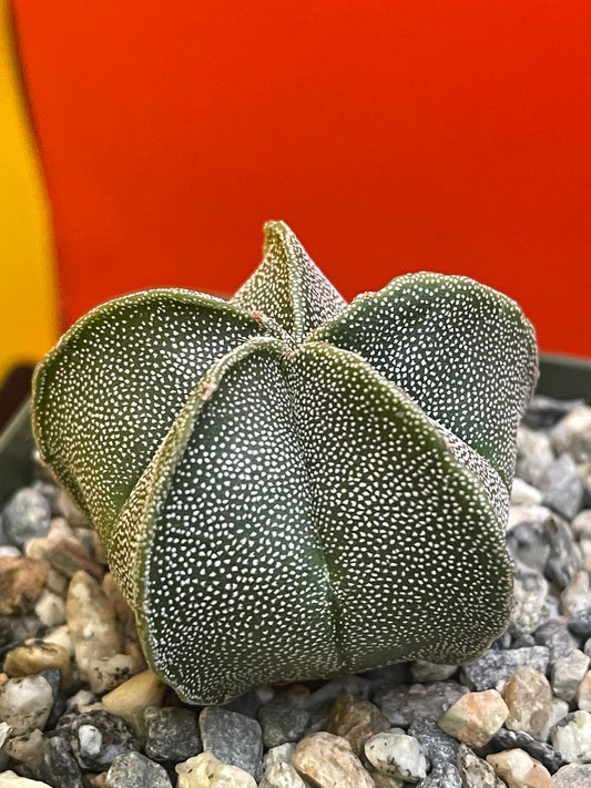 Astrophytum