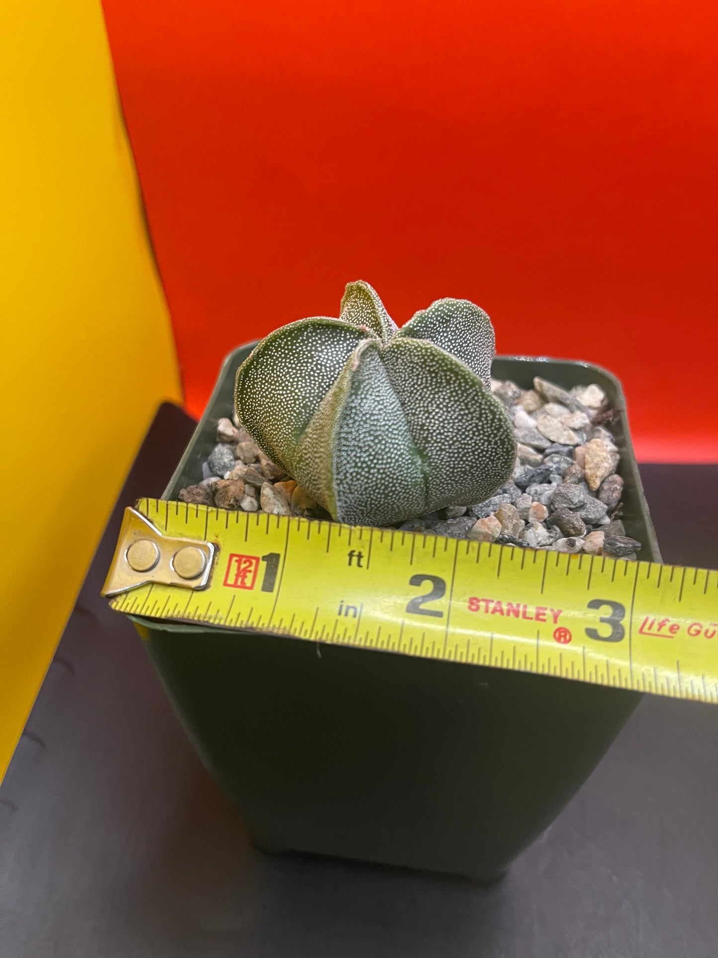 Astrophytum