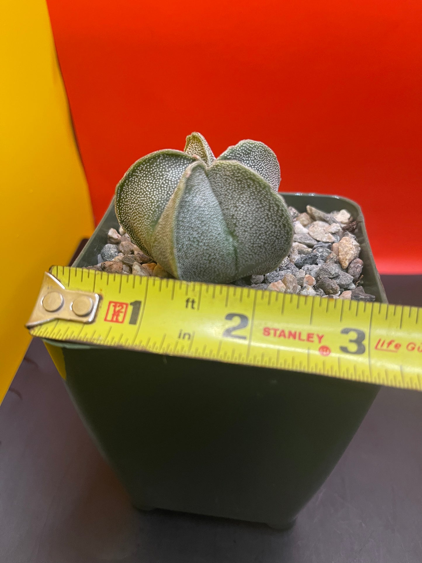 Astrophytum