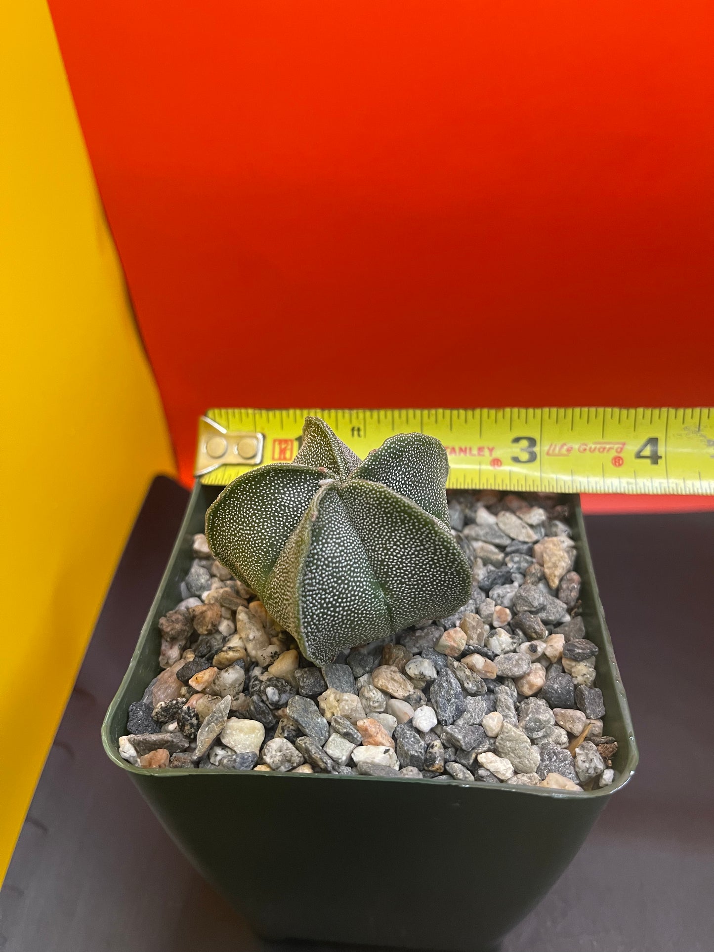 Astrophytum