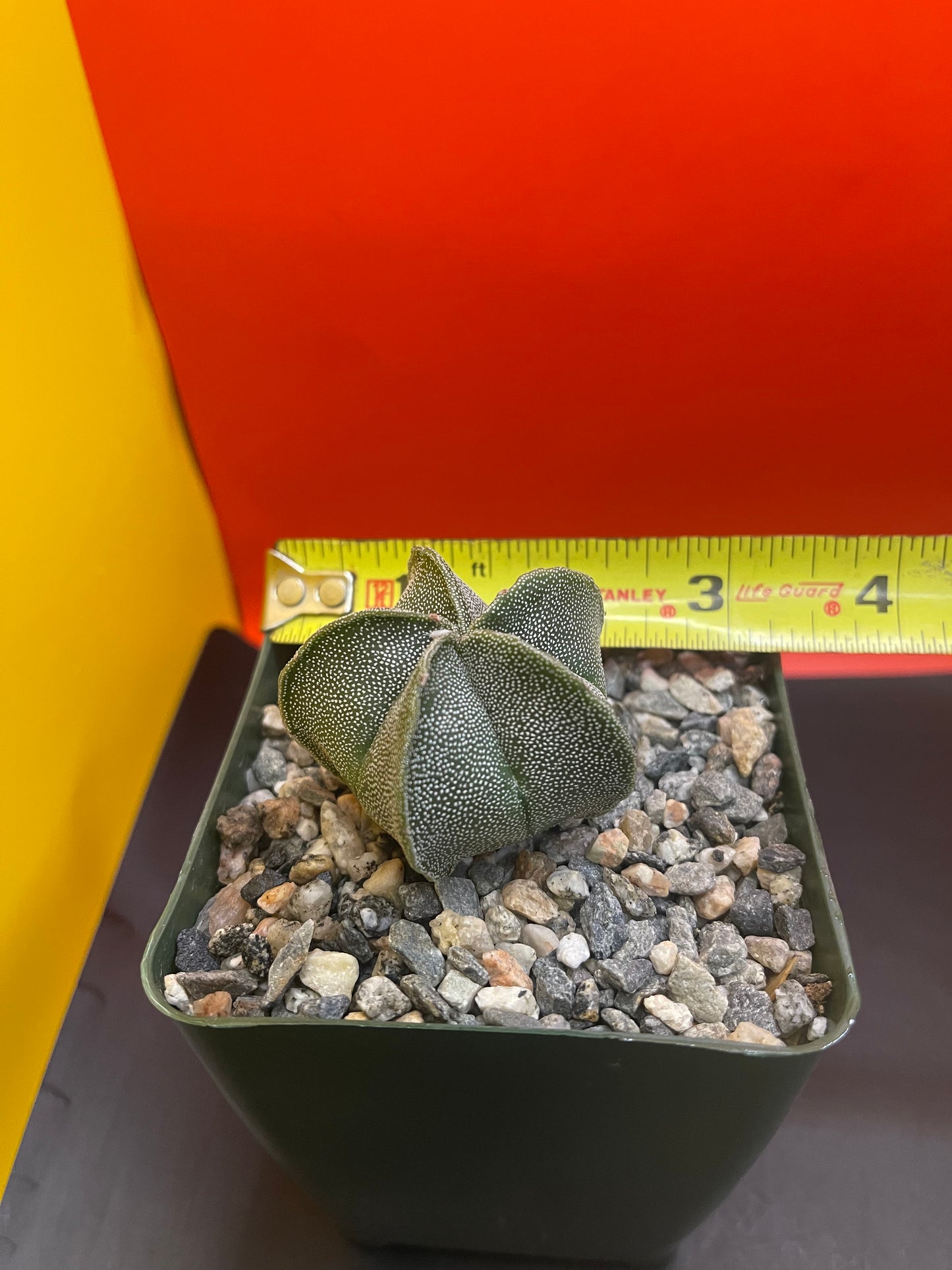 Astrophytum