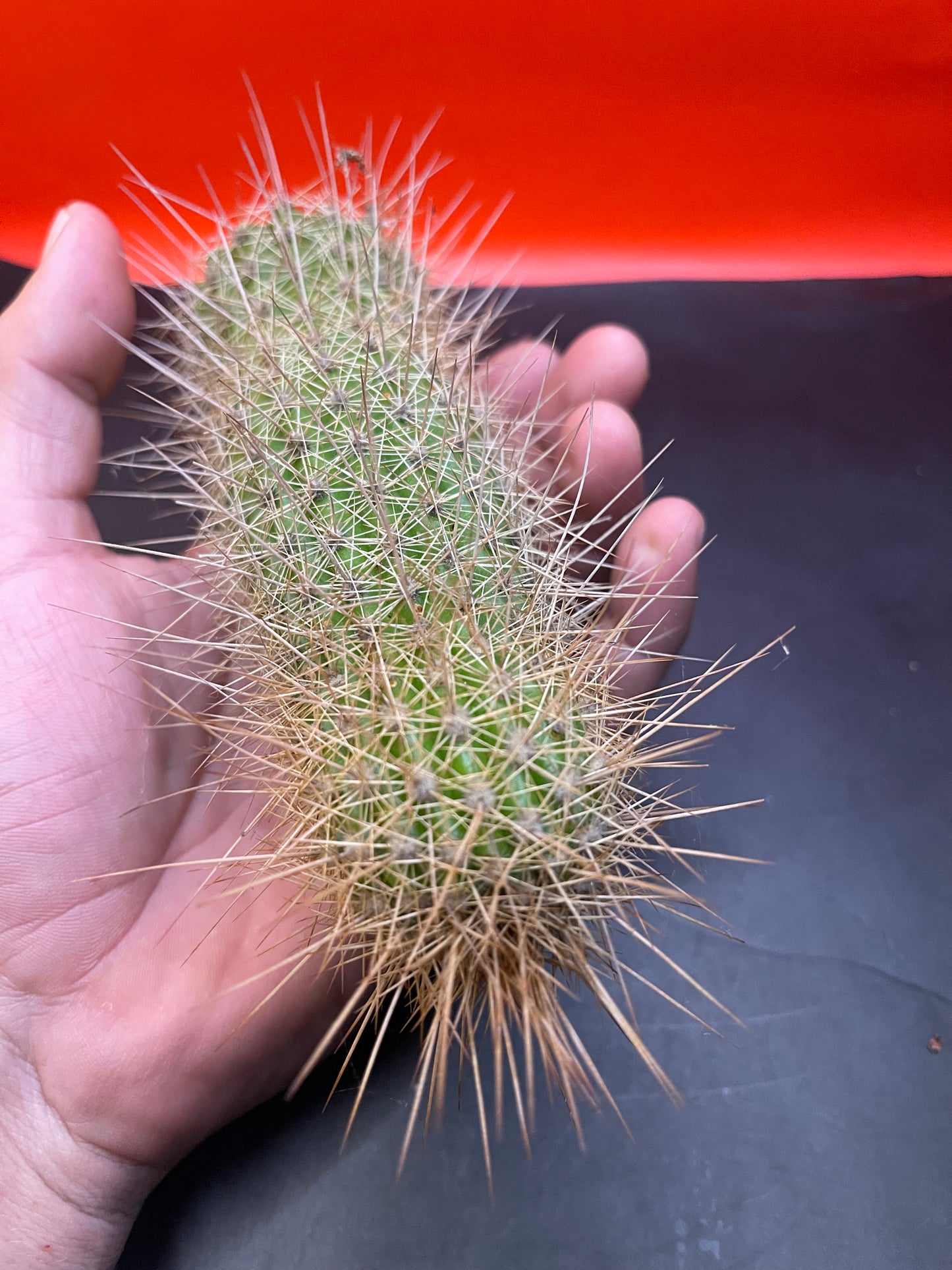 Trichocereus strigosta