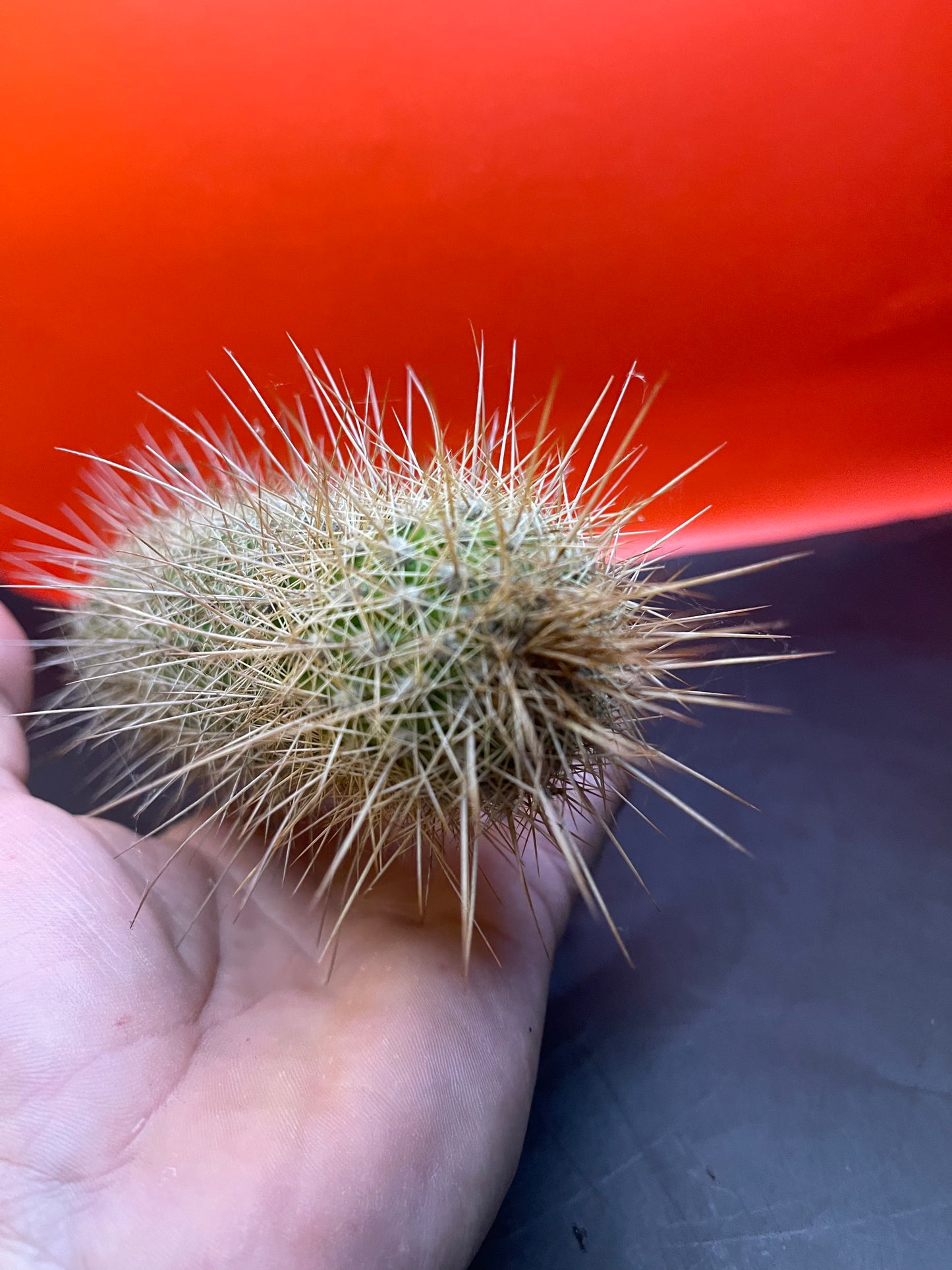 Trichocereus strigosta