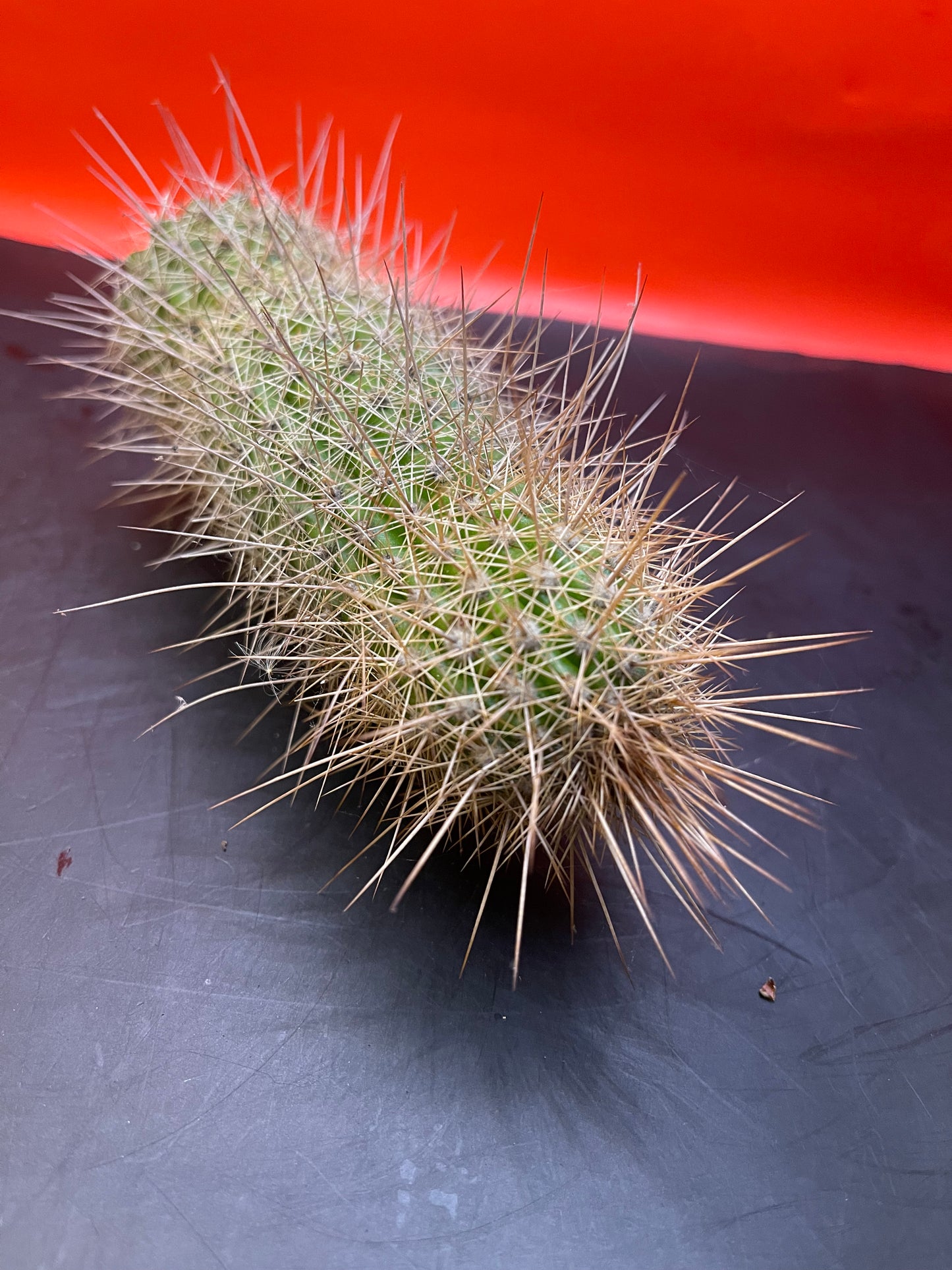 Trichocereus strigosta