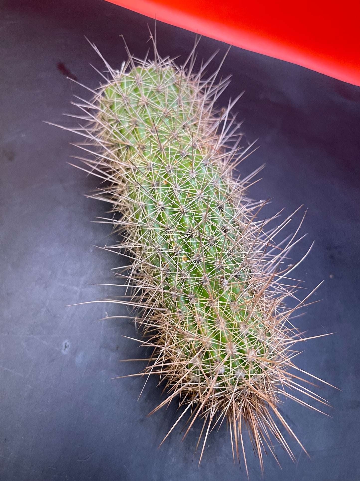 Trichocereus strigosta