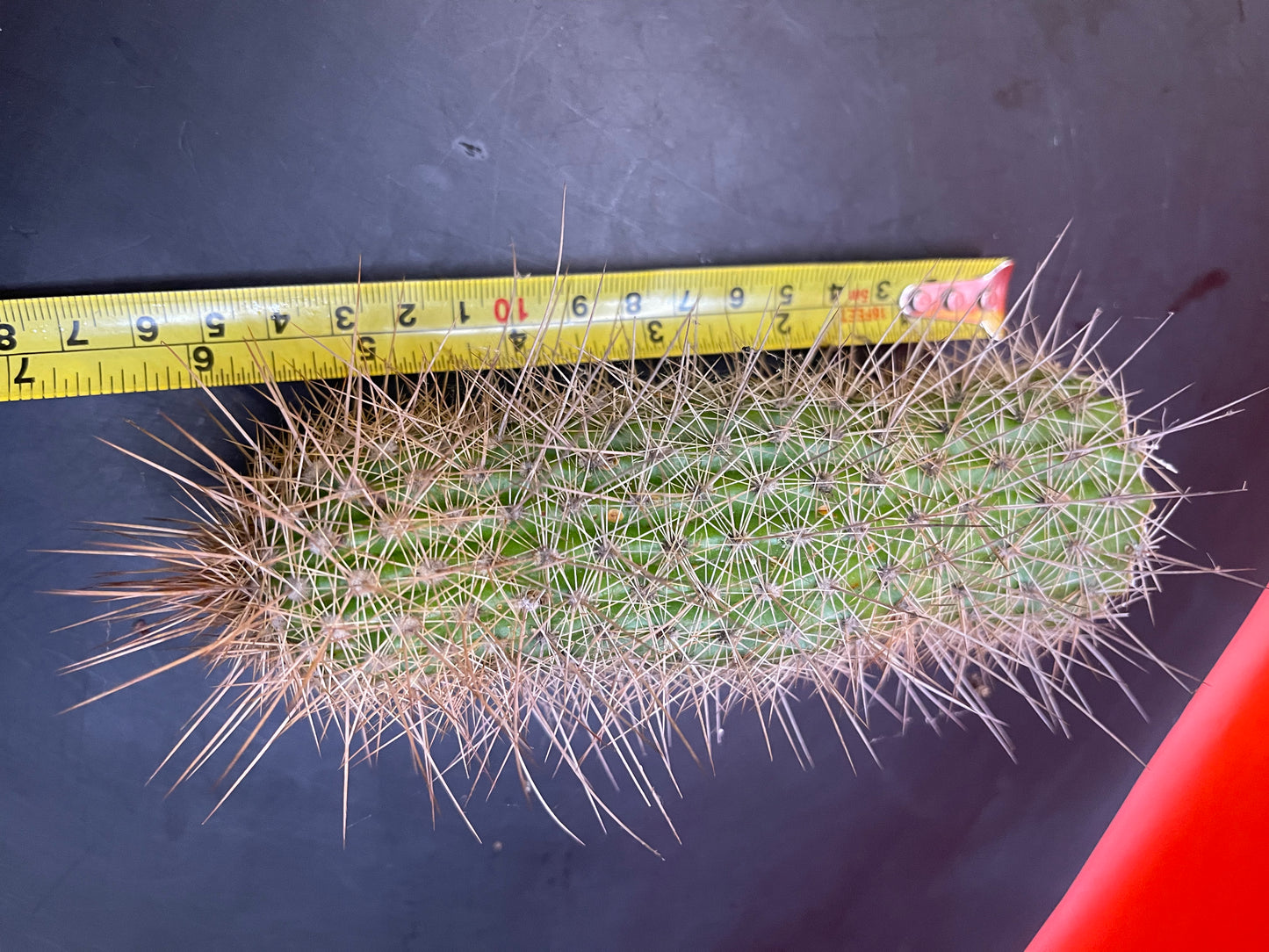 Trichocereus strigosta