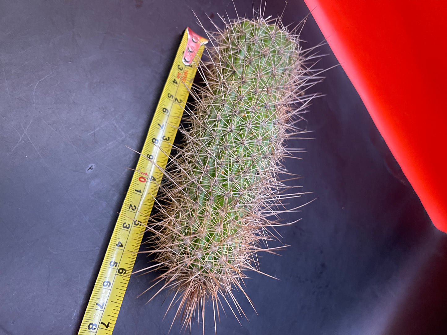 Trichocereus strigosta