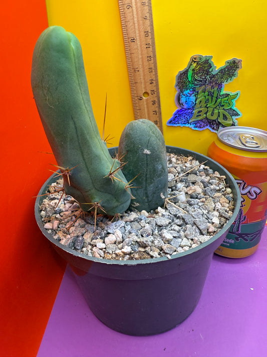 TBM - ships in pot this exact one !