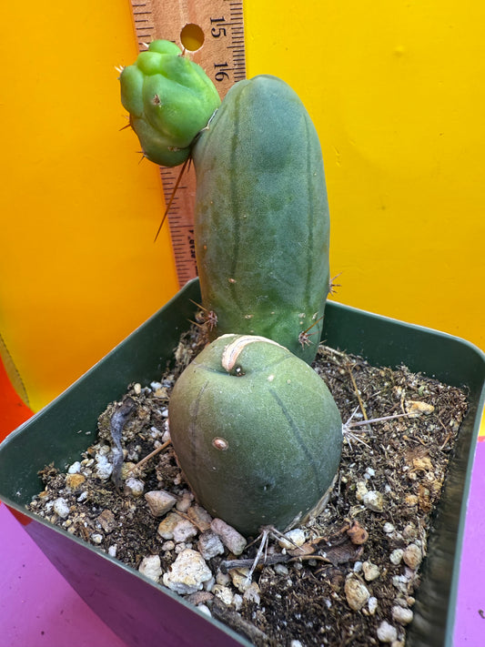 TBM in 4” pot
